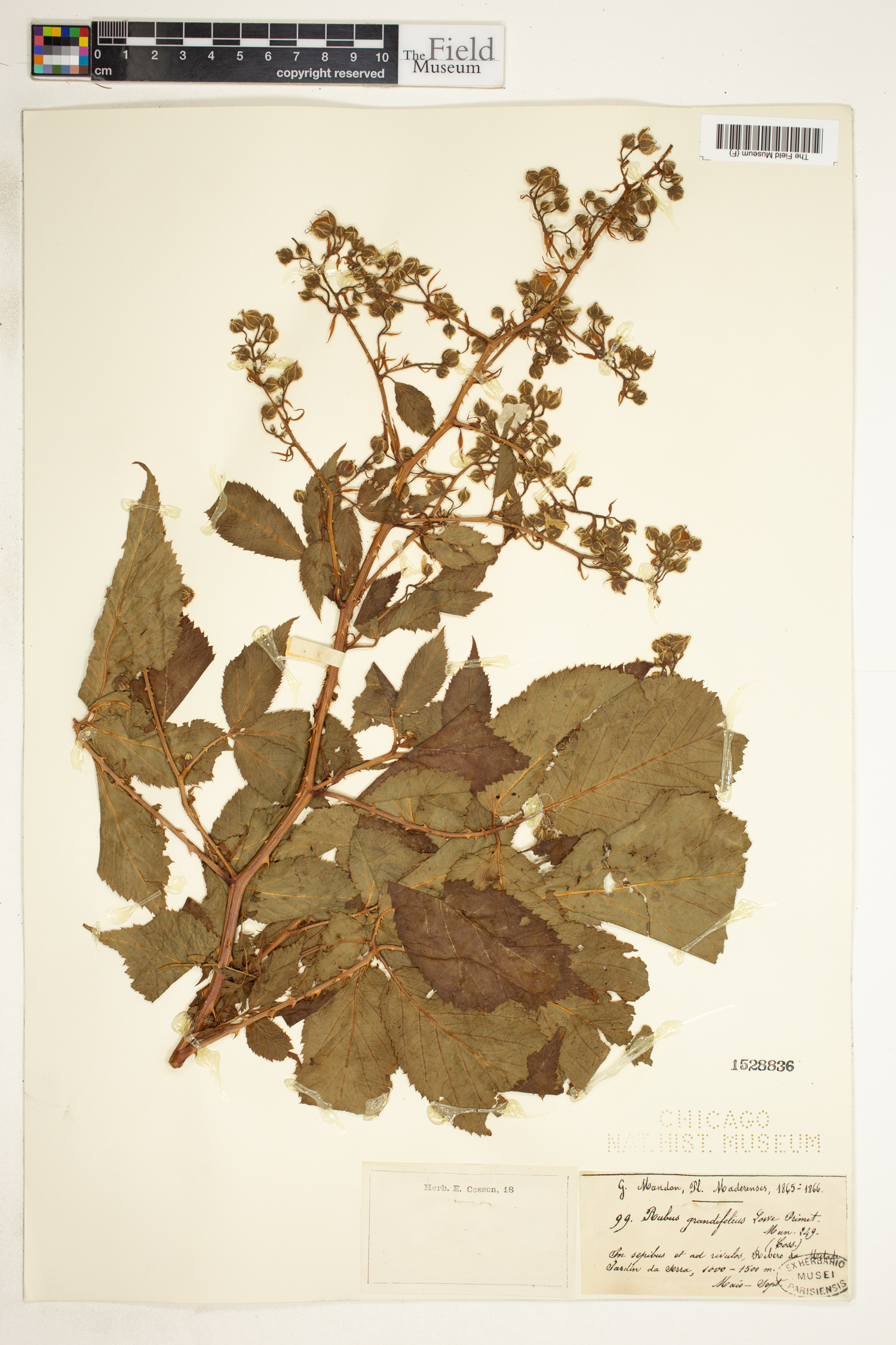 Rubus serrae image