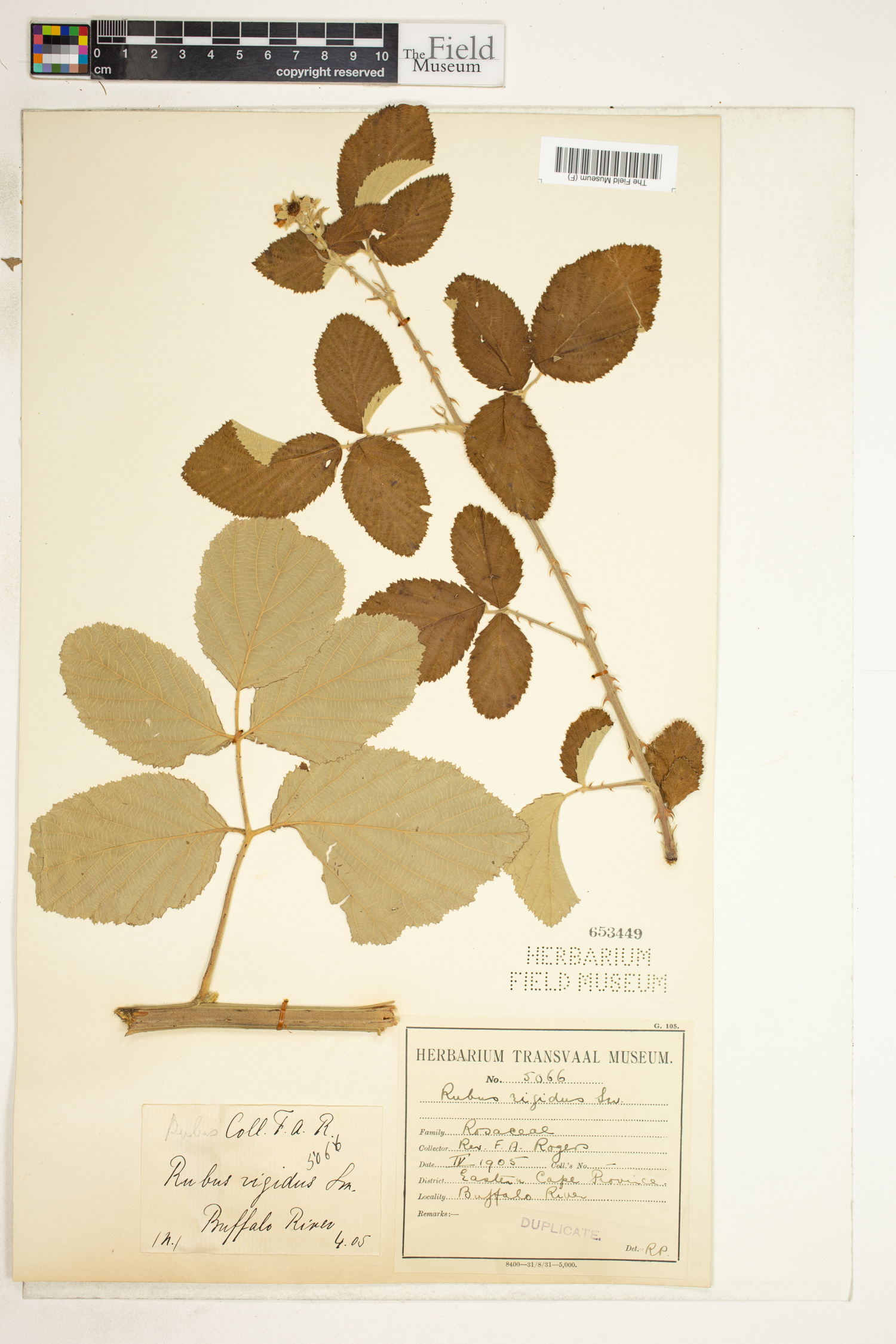 Rubus rigidus image