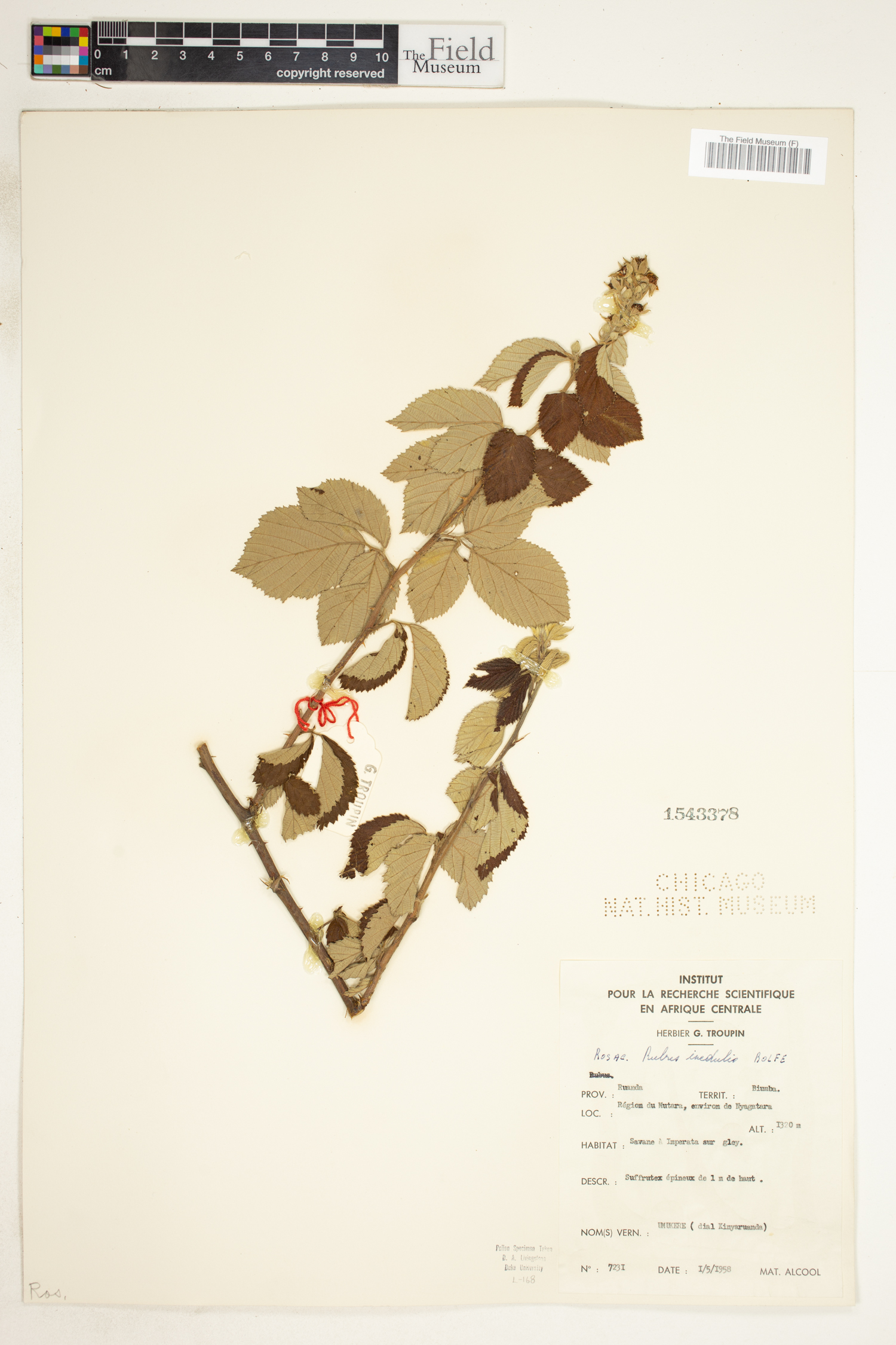 Rubus inedulis image