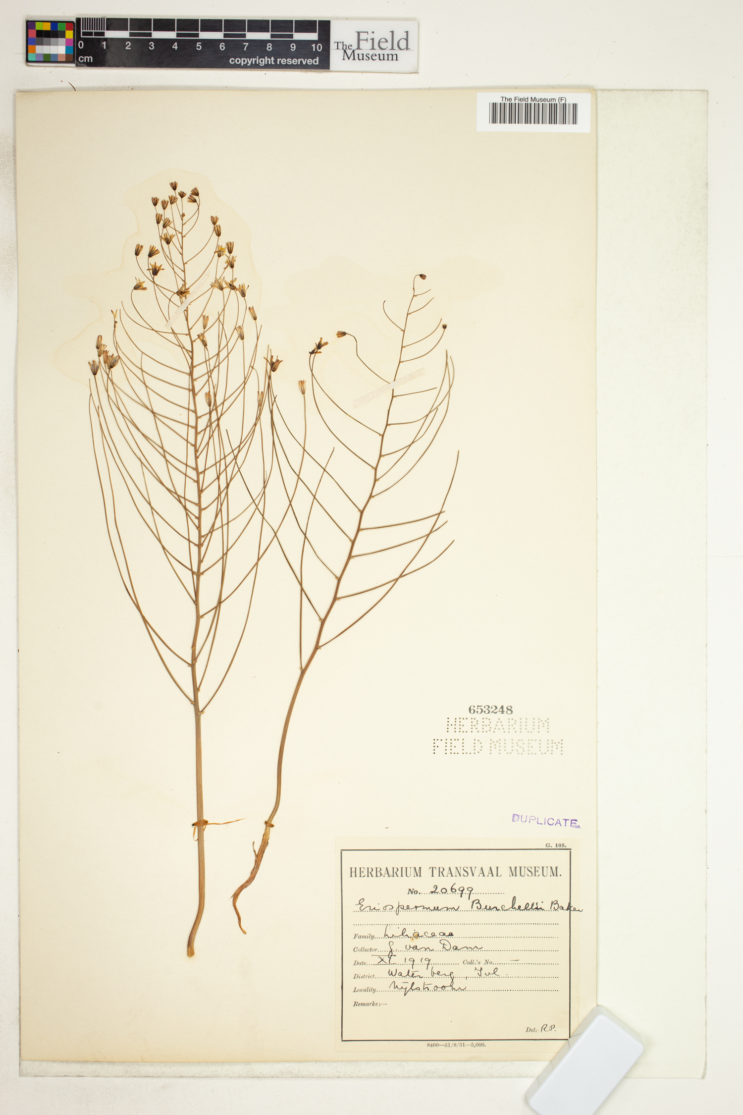 Eriospermum abyssinicum image