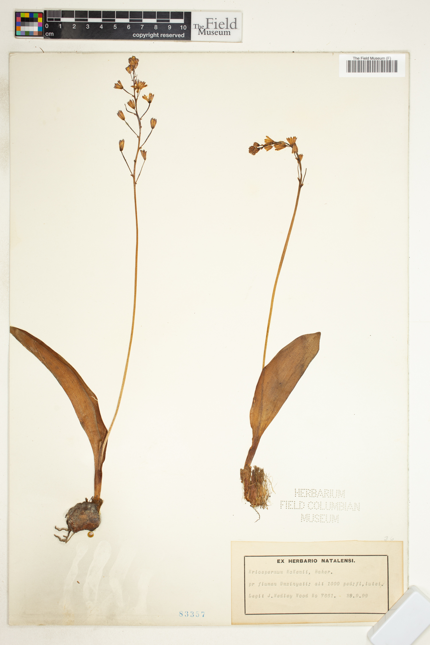 Eriospermum mackenii image