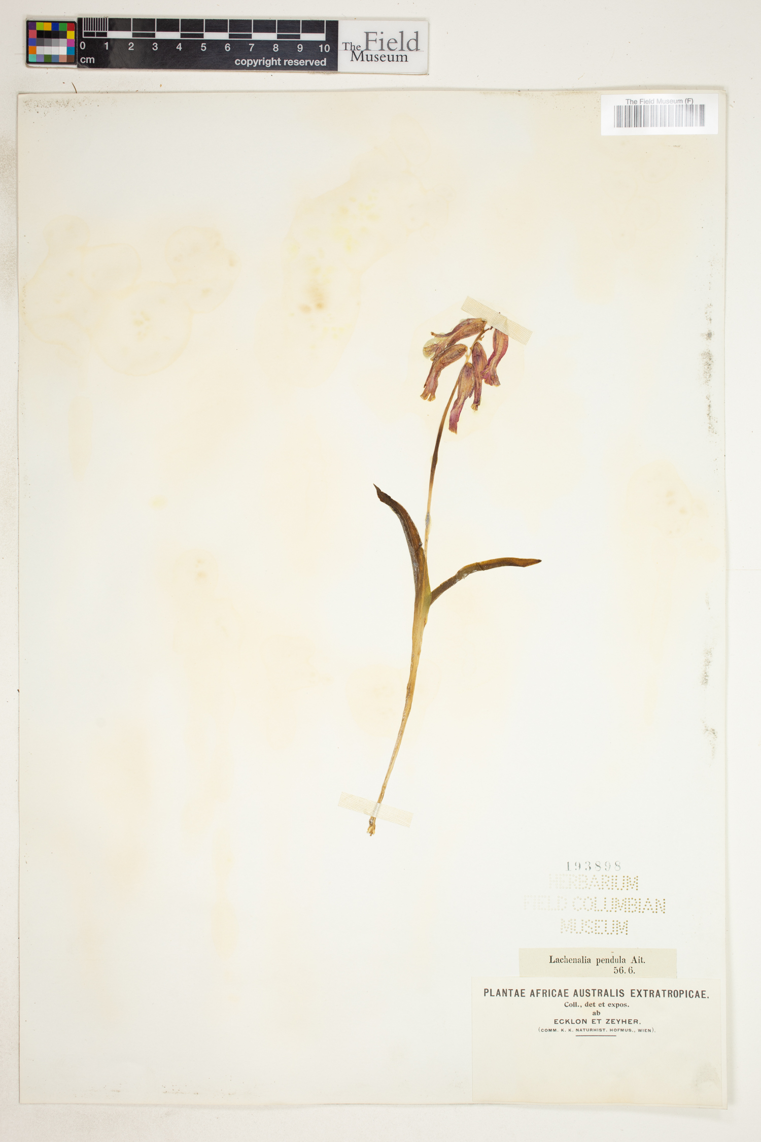 Lachenalia bulbifera image