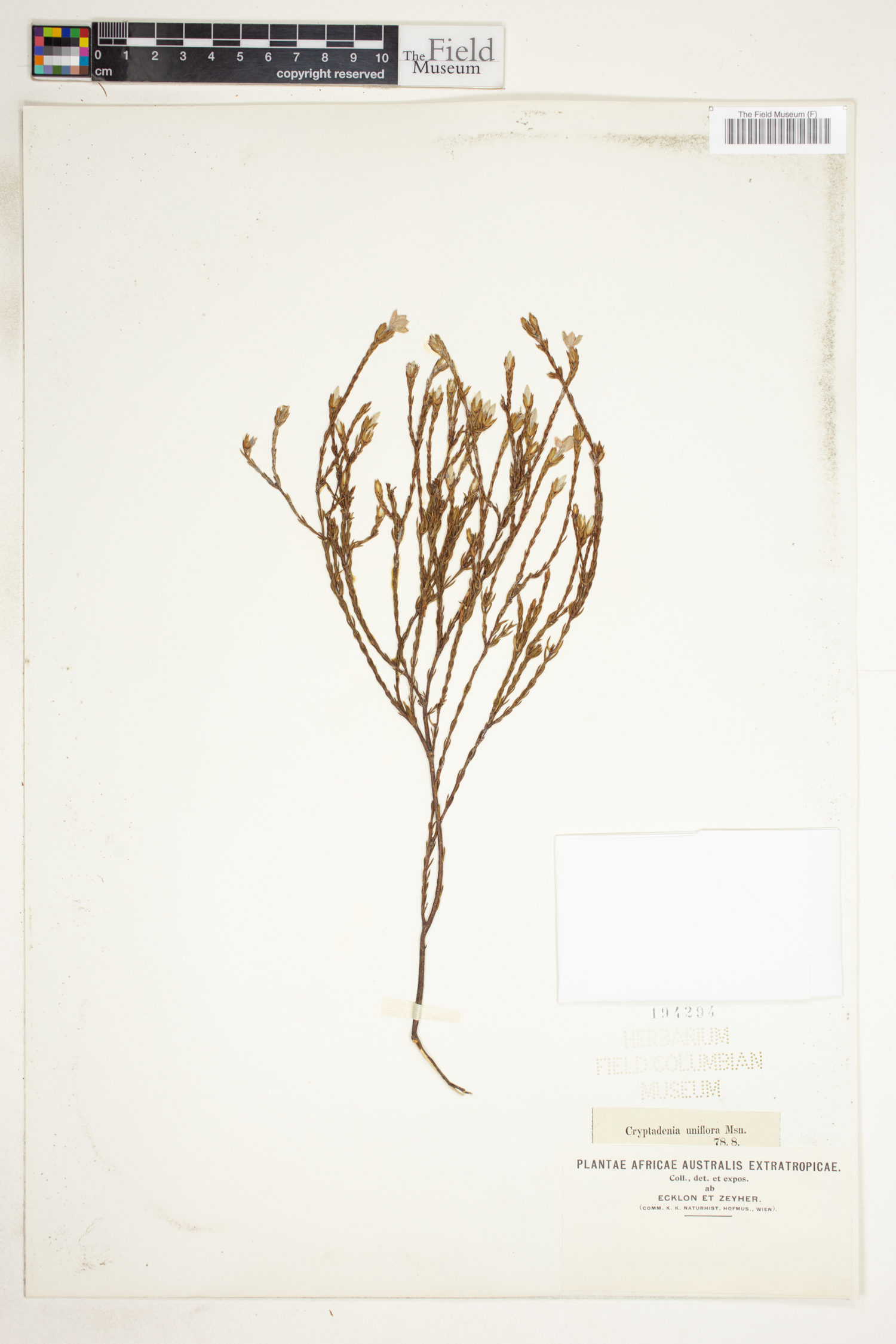 Lachnaea uniflora image