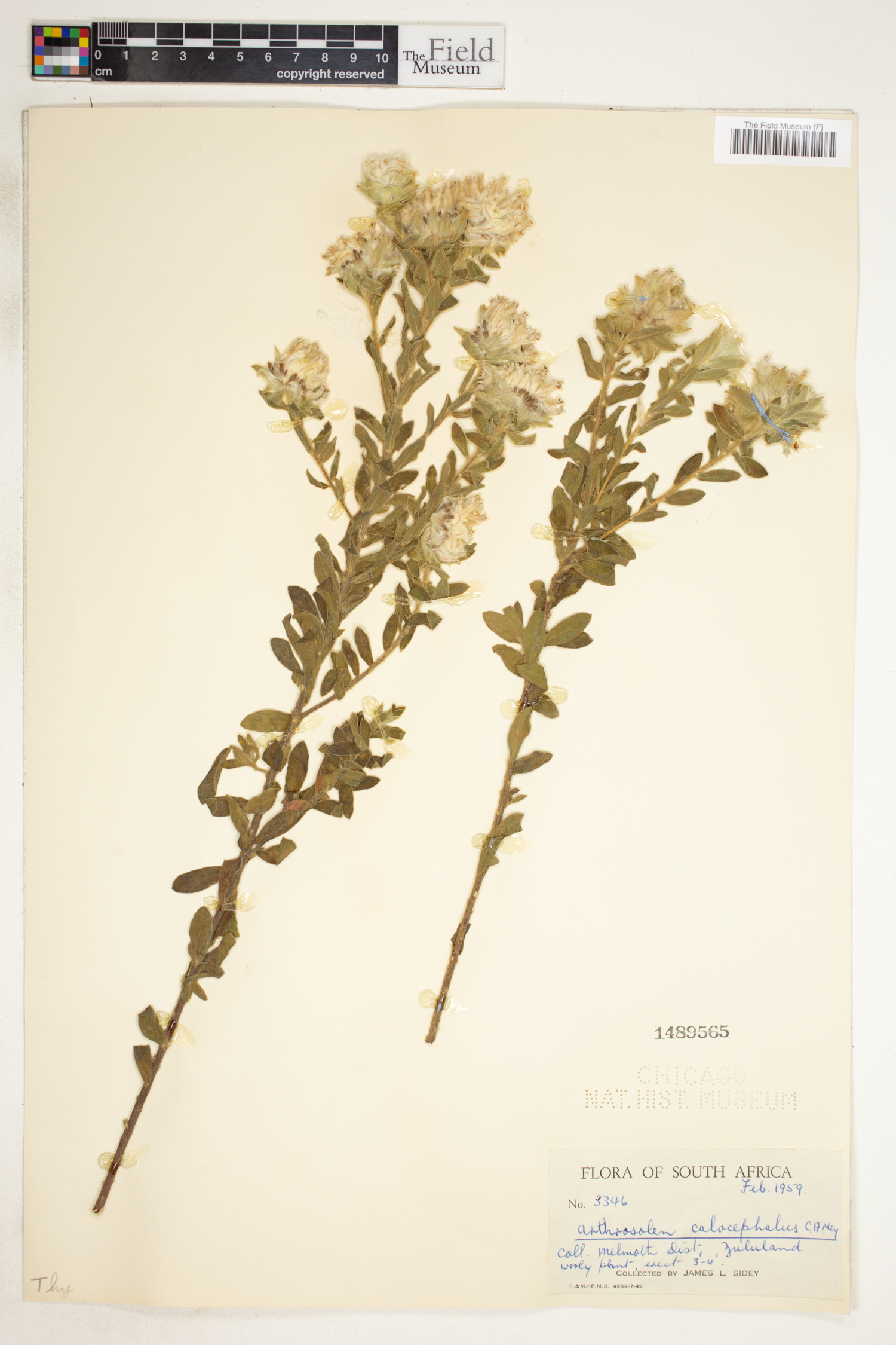 Gnidia calocephala image
