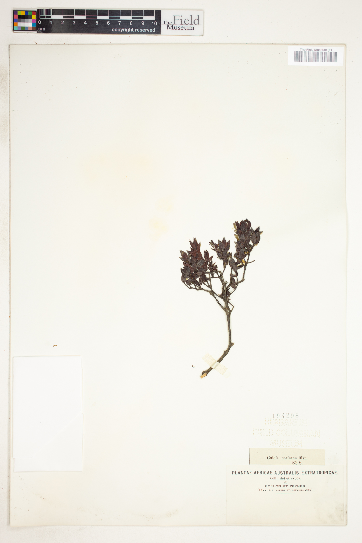 Gnidia coriacea image