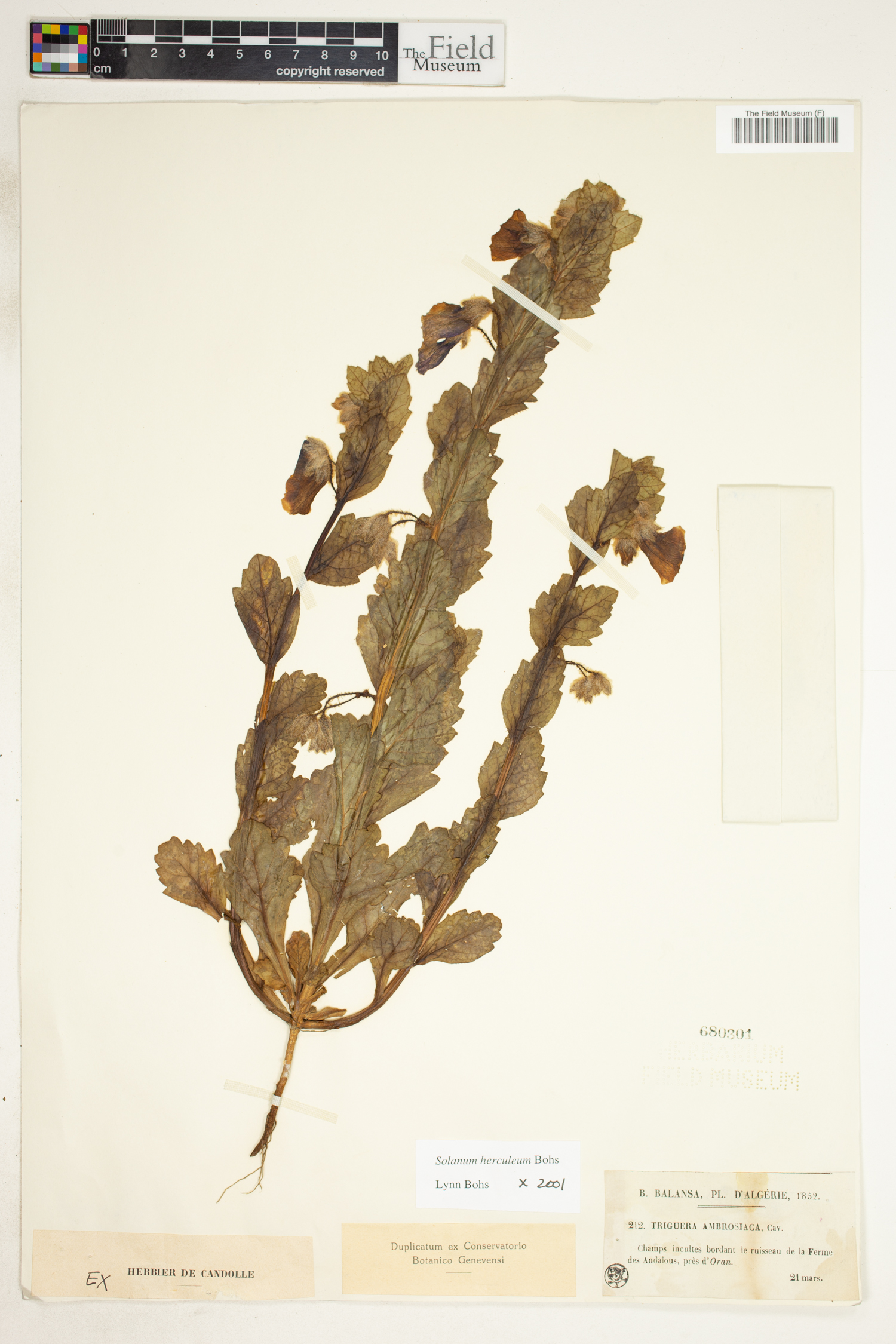 Solanum herculeum image