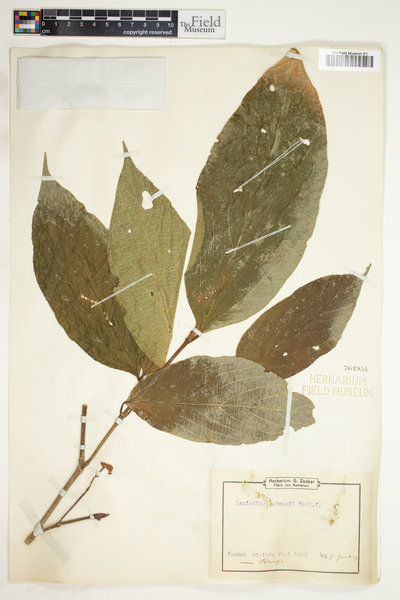 Lasiodiscus mannii image