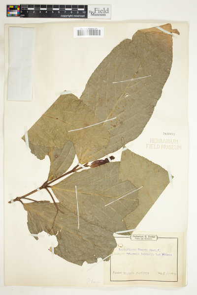 Lasiodiscus mannii image