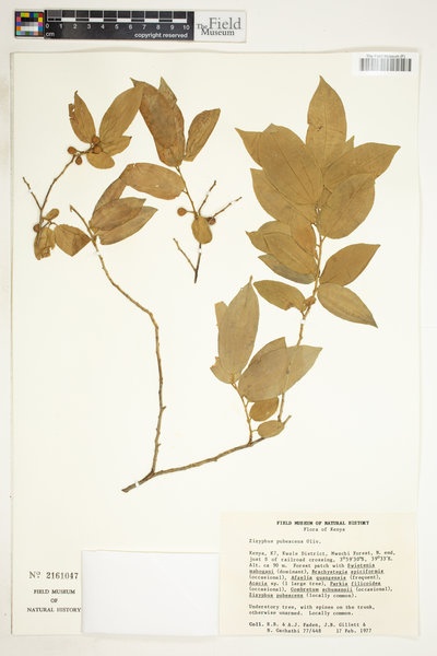 Ziziphus pubescens image