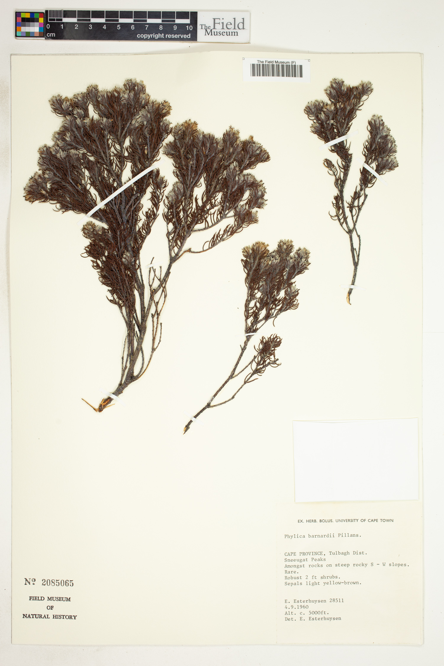 Phylica barnardii image