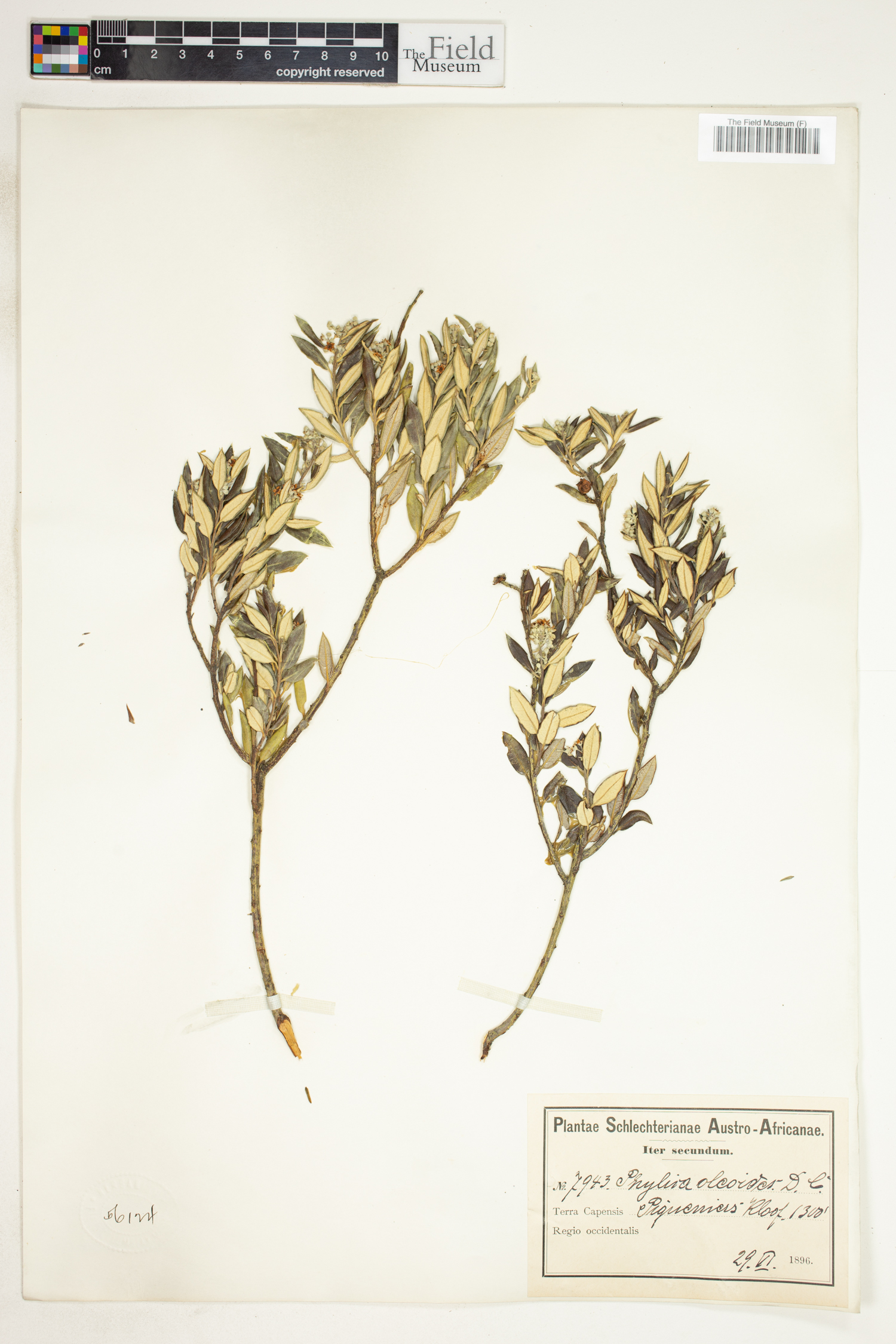 Phylica oleifolia image