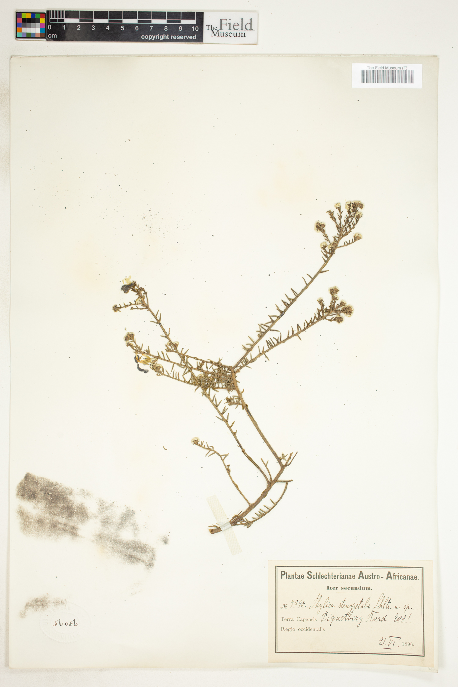 Phylica stenopetala image