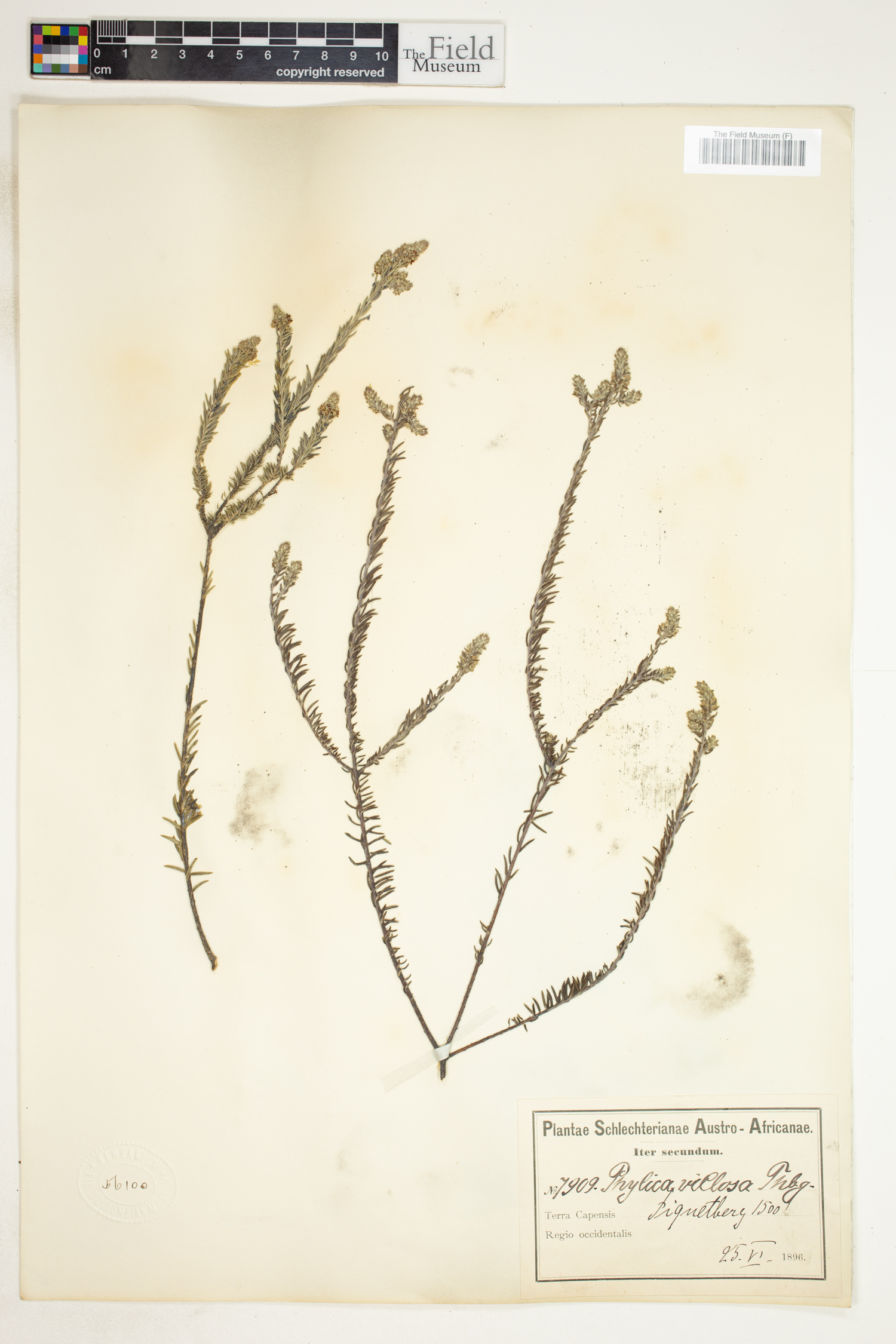 Phylica villosa image