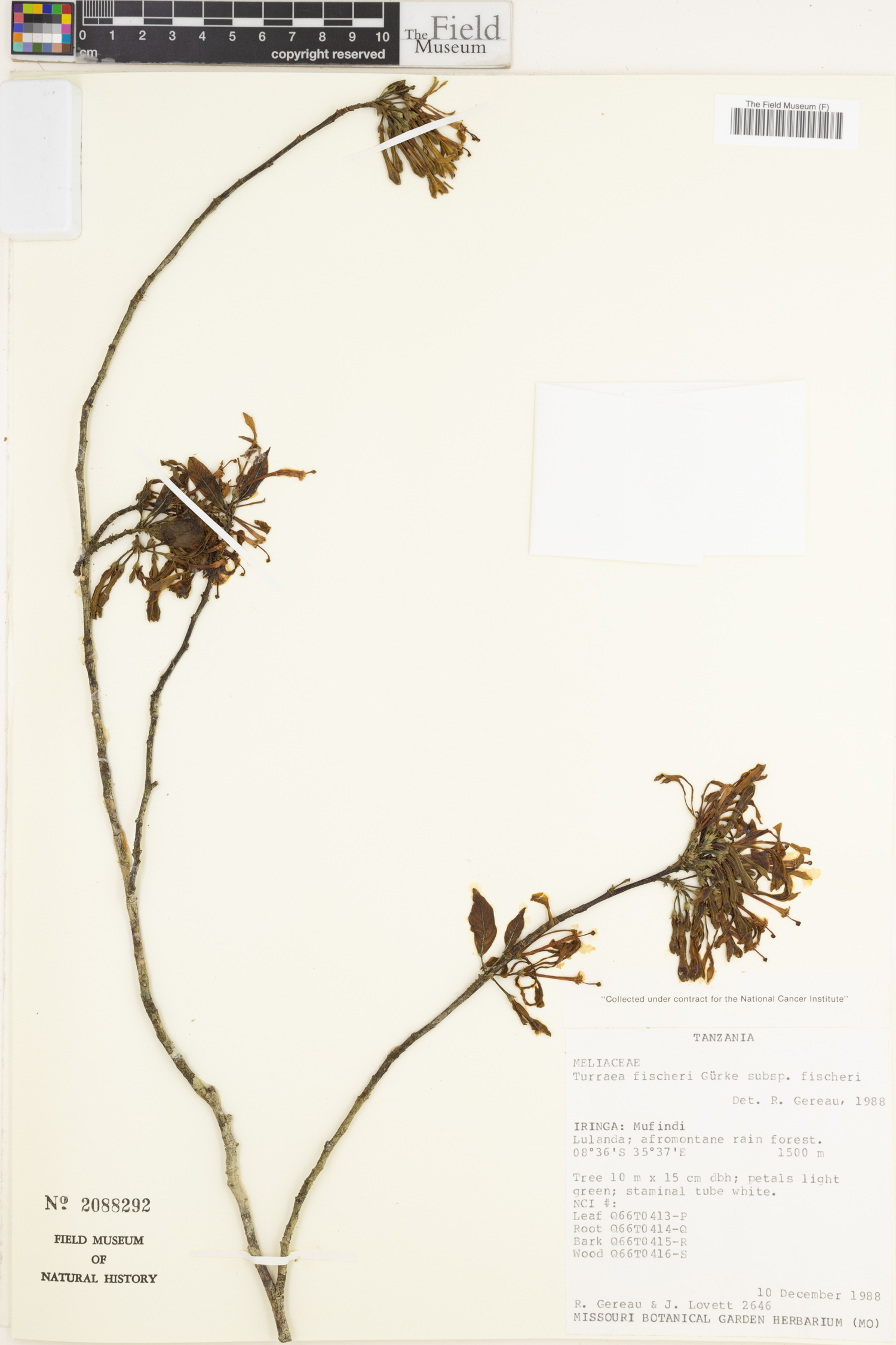 Turraea fischeri subsp. fischeri image