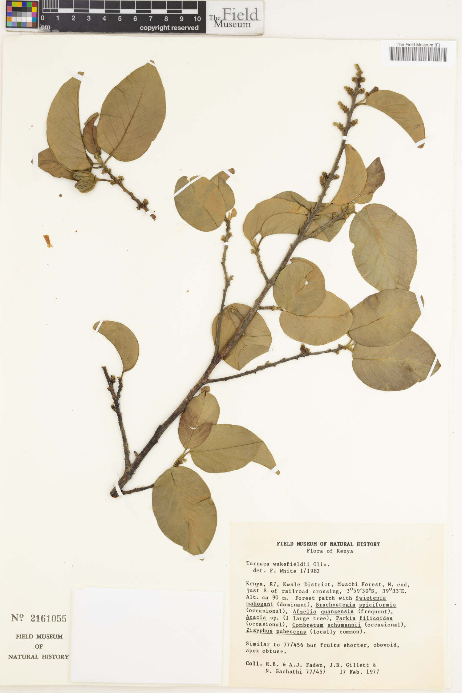 Turraea wakefieldii image