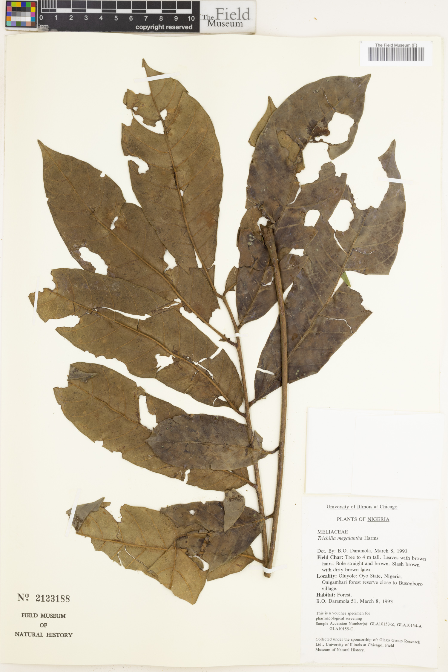 Trichilia megalantha image