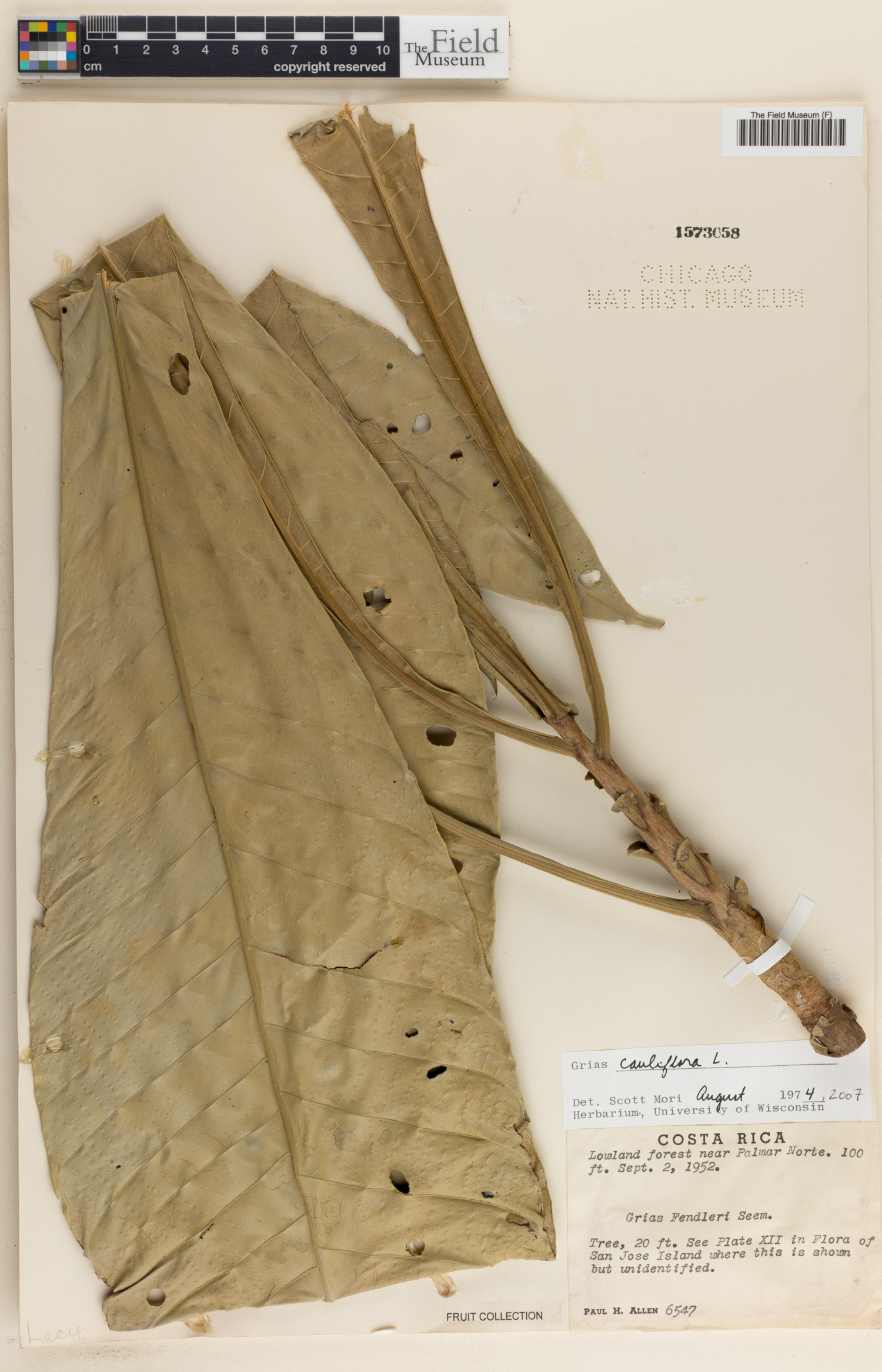 Grias cauliflora image