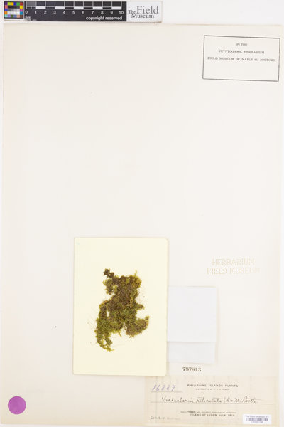 Vesicularia reticulata image