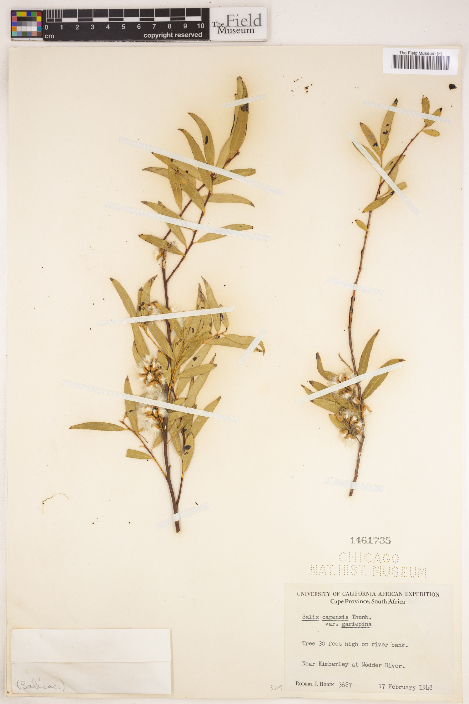 Salix mucronata subsp. capensis image