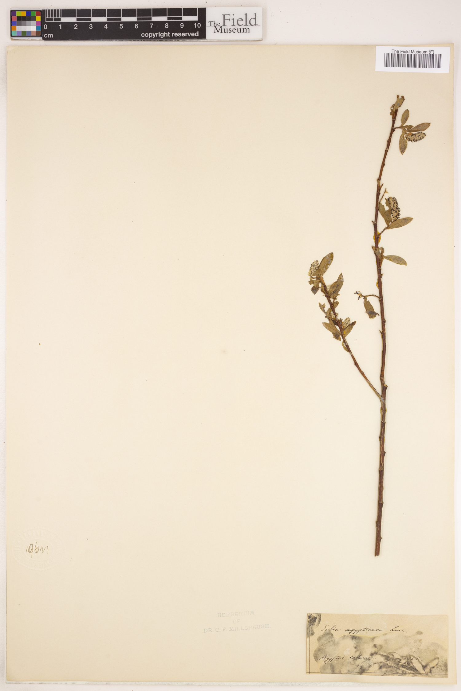 Salix aegyptiaca image