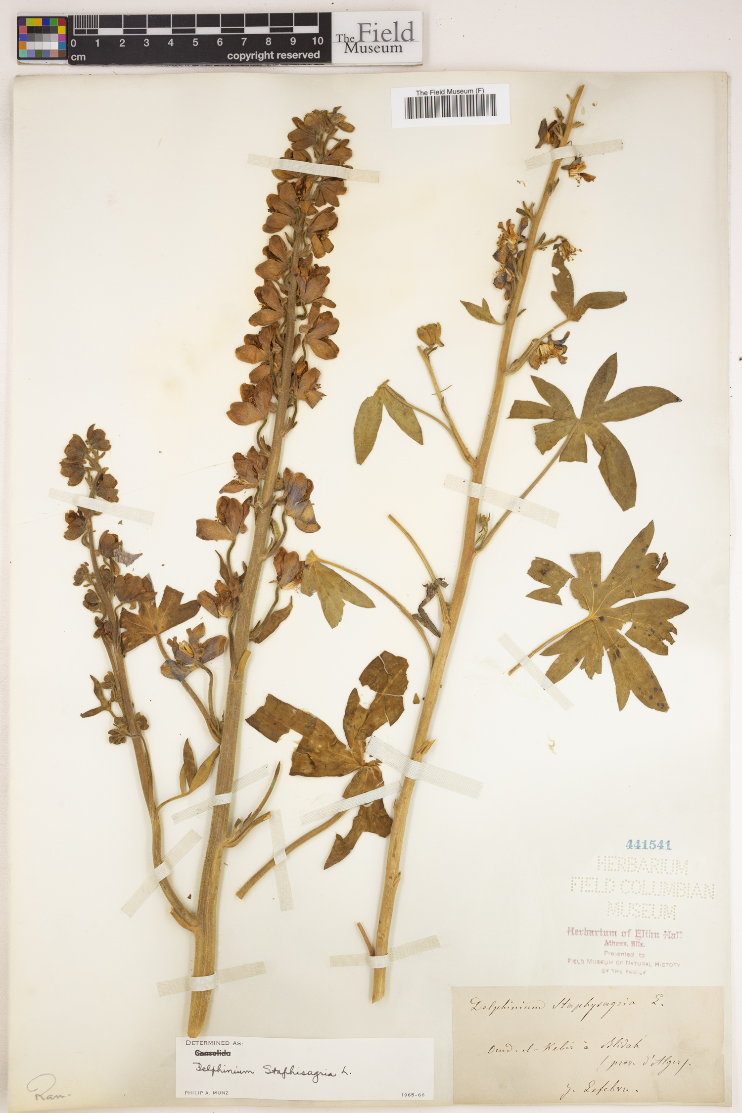 Delphinium staphisagria image