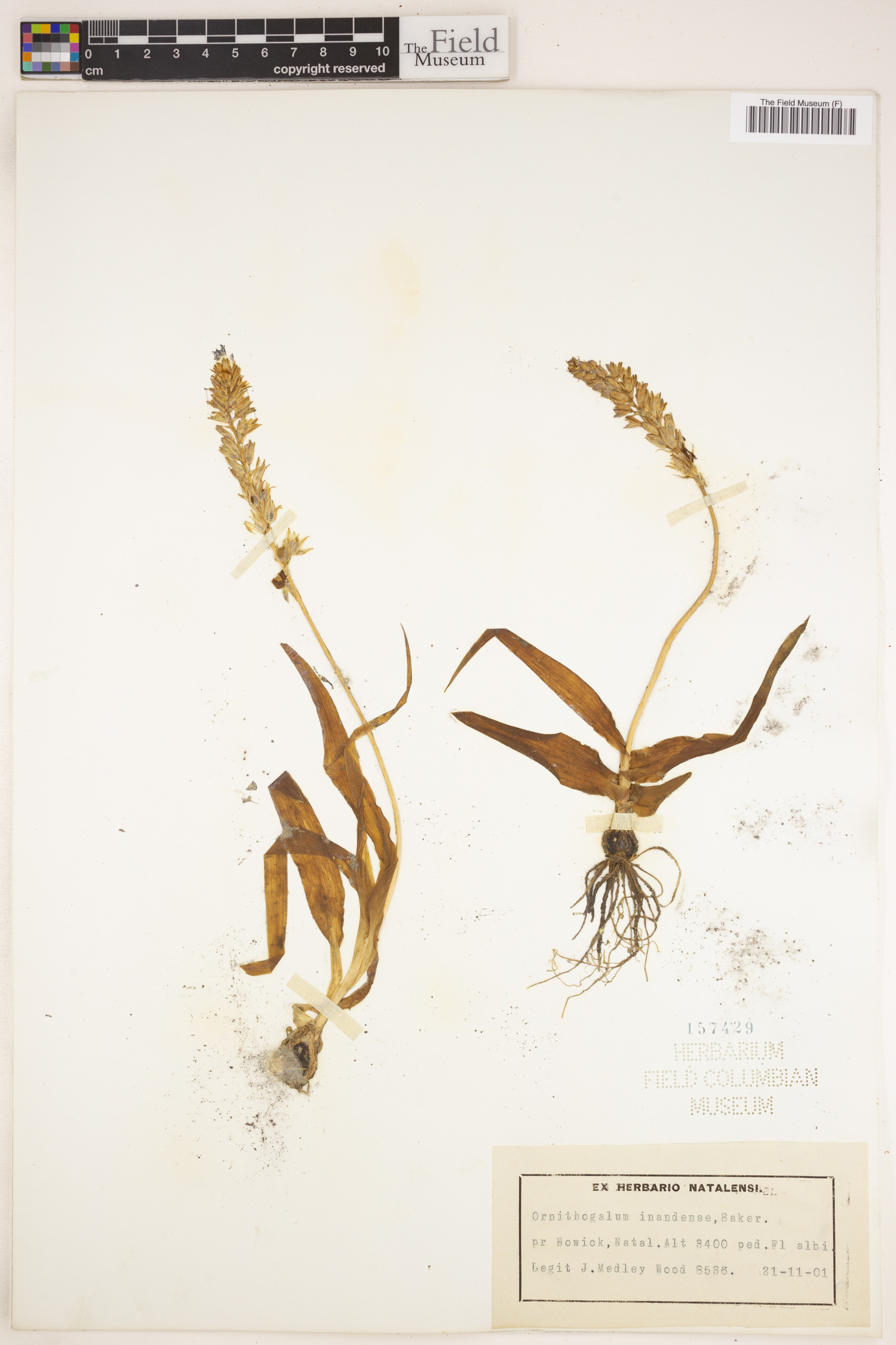 Ornithogalum graminifolium image