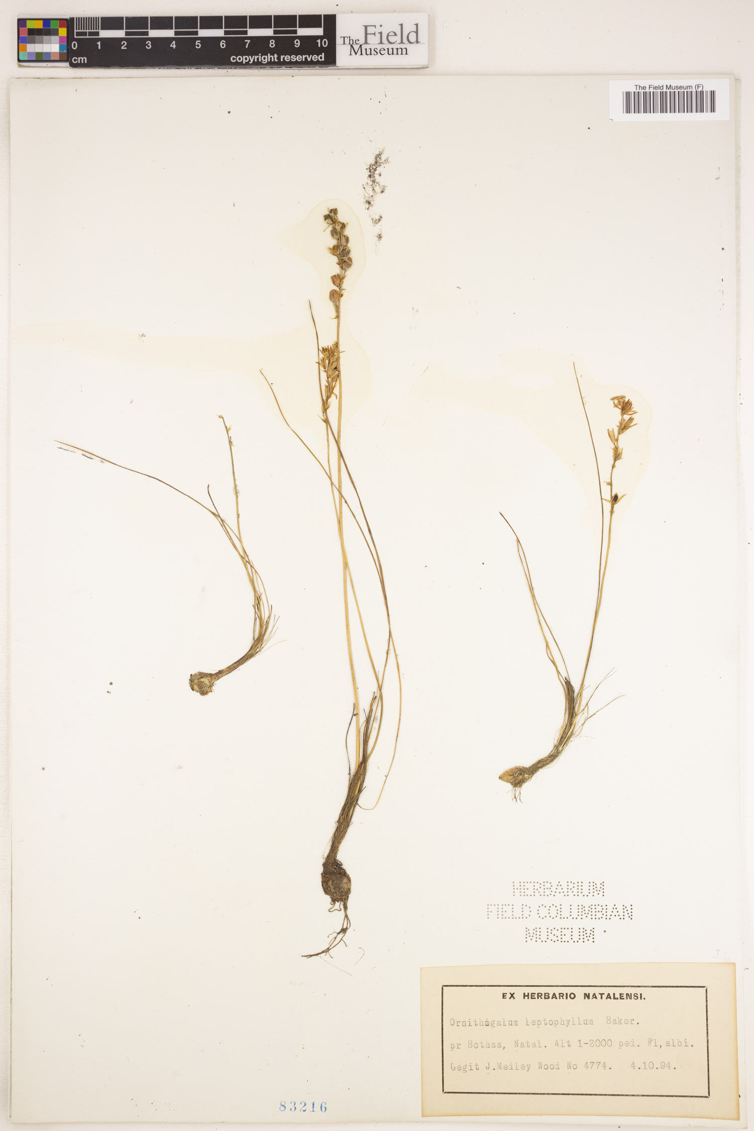 Ornithogalum juncifolium image
