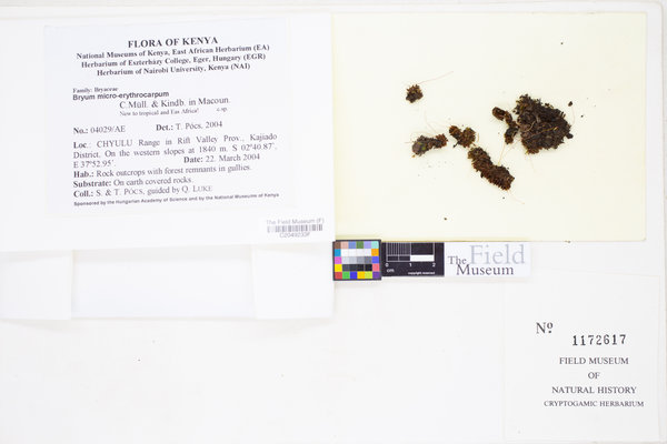 Gemmabryum subapiculatum image