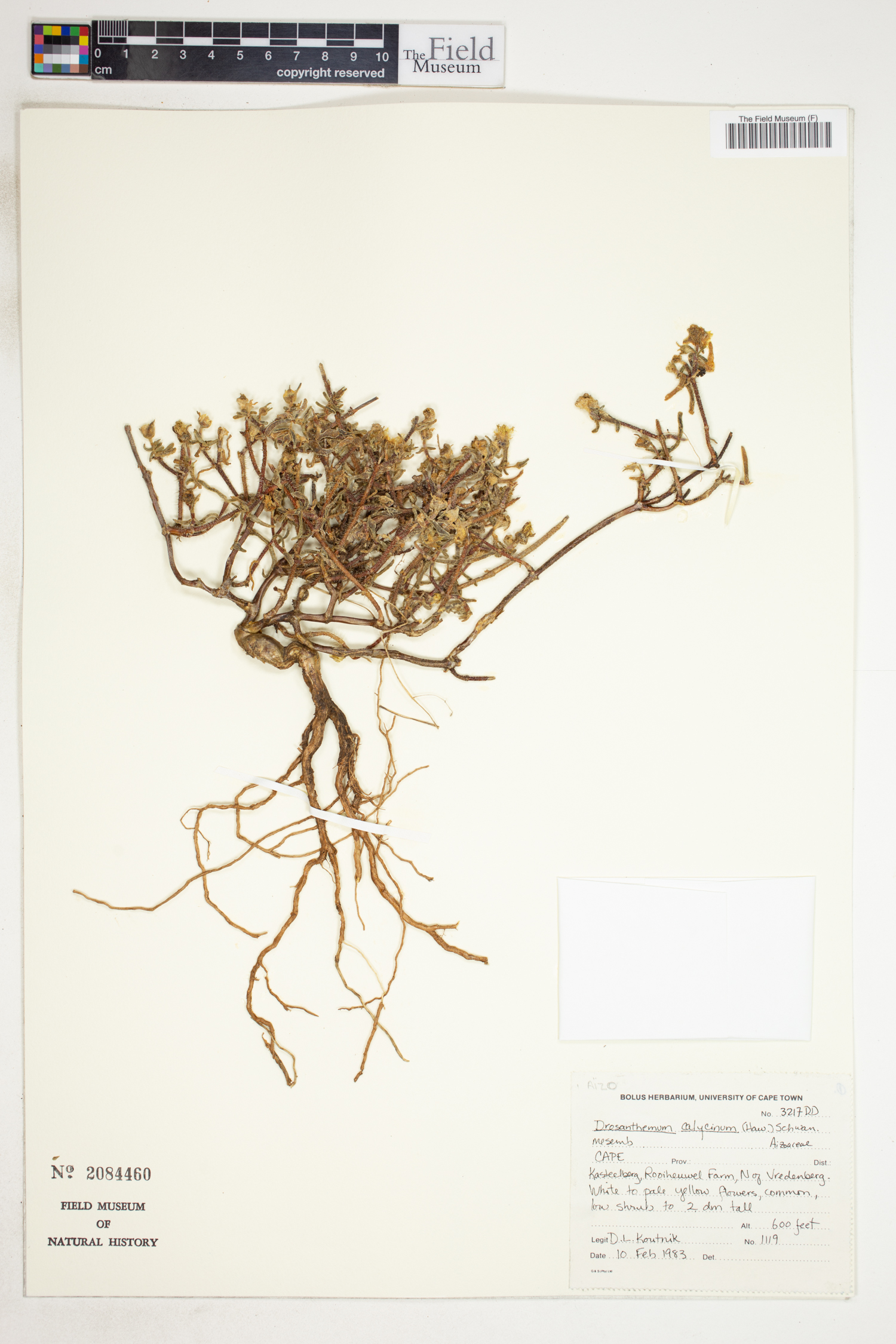 Drosanthemum calycinum image