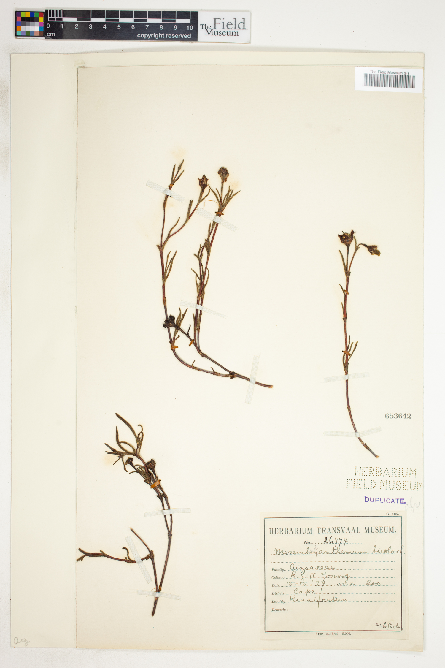 Lampranthus bicolor image