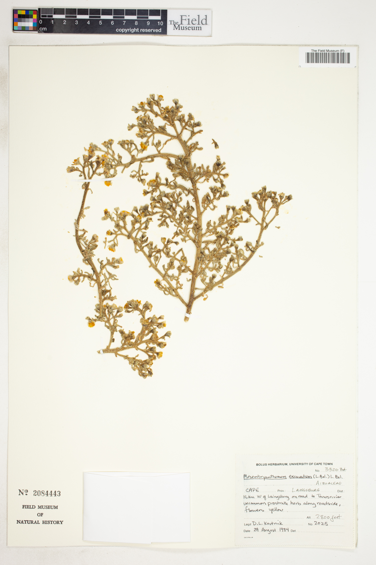 Mesembryanthemum excavatum image