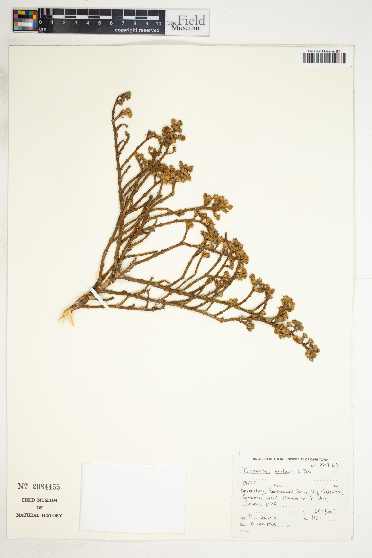 Mesembryanthemum junceum image