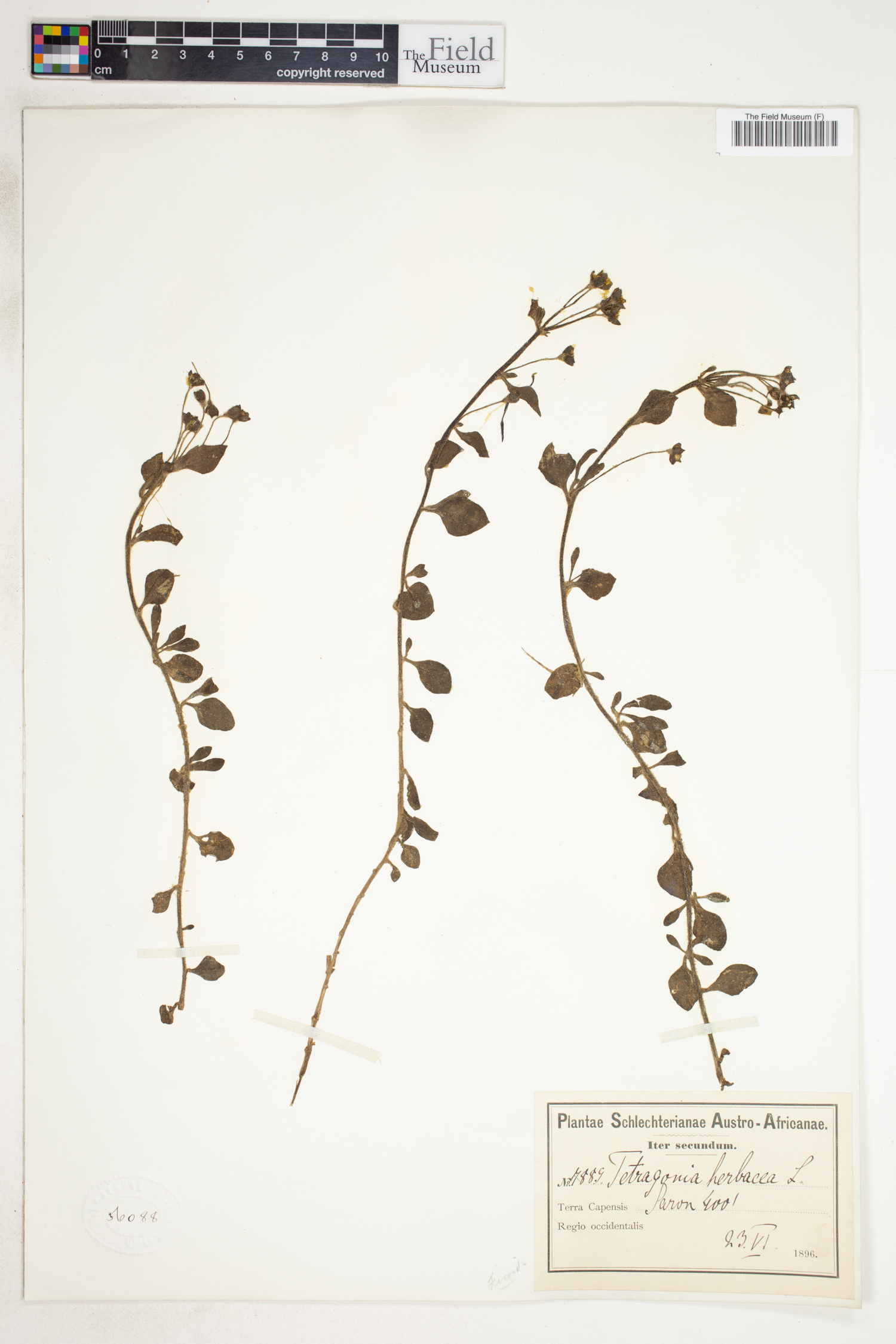 Tetragonia herbacea image