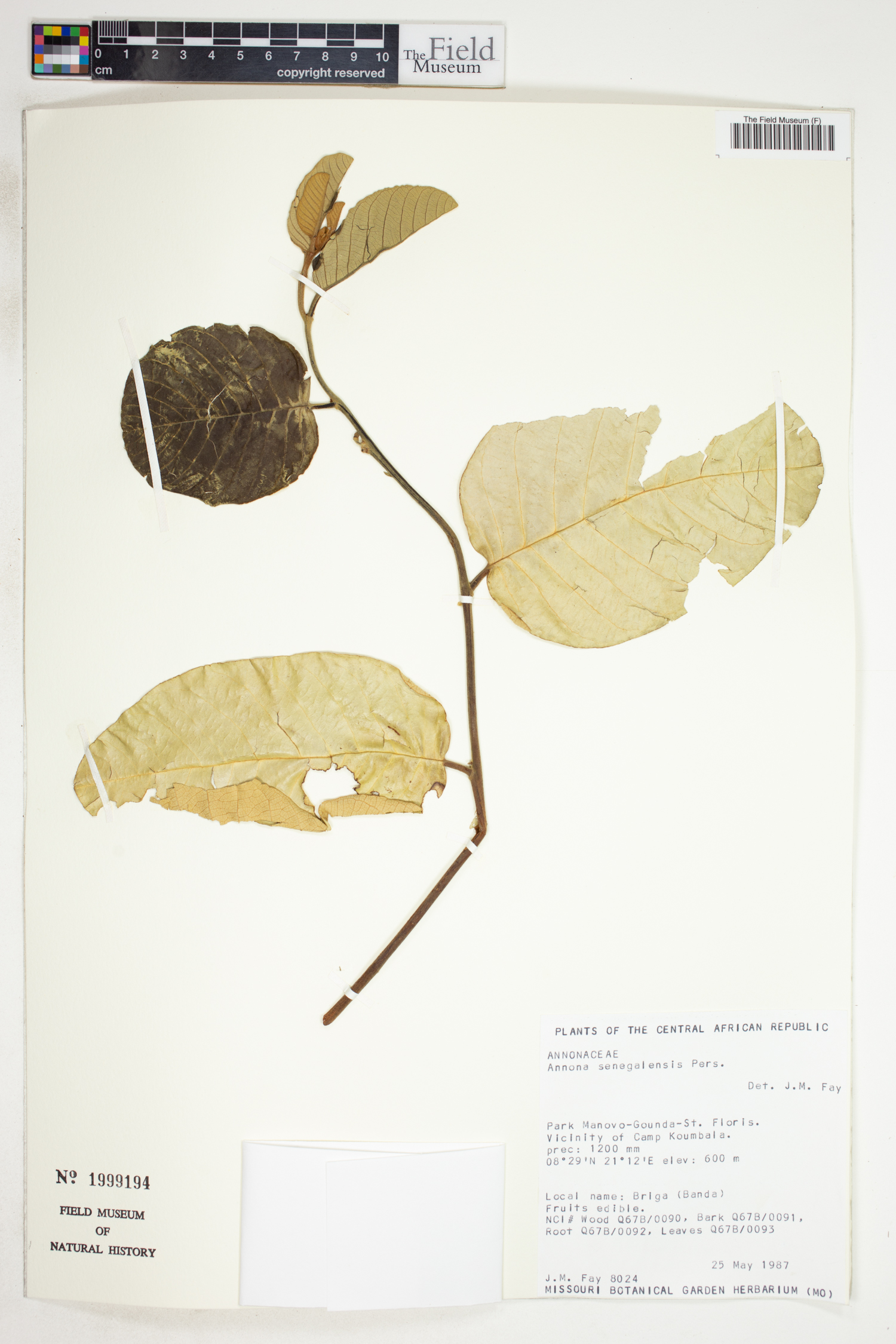 Annona senegalensis subsp. oulotricha image