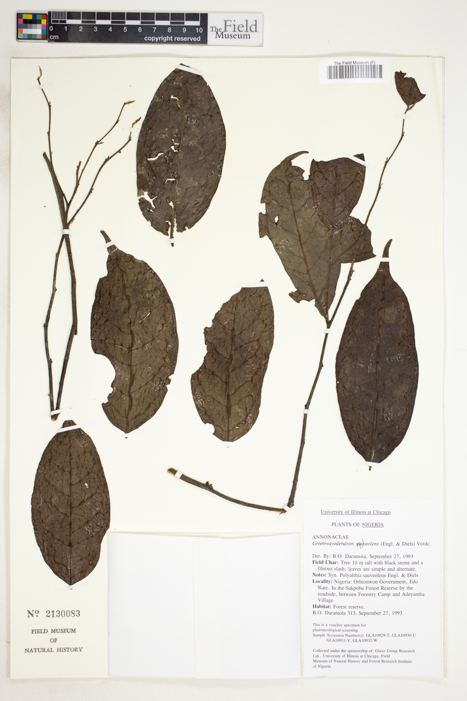 Greenwayodendron suaveolens image