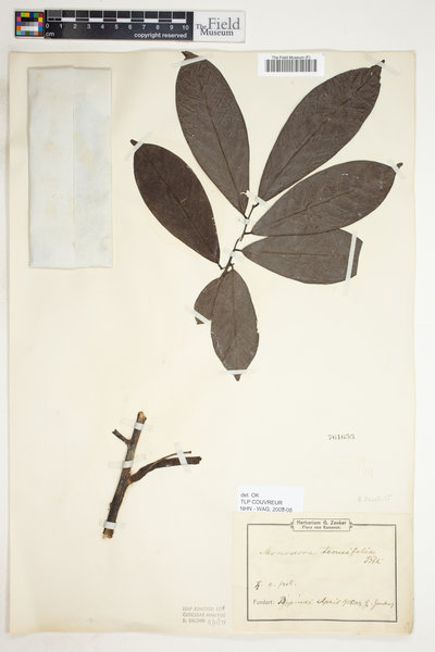 Monodora tenuifolia image