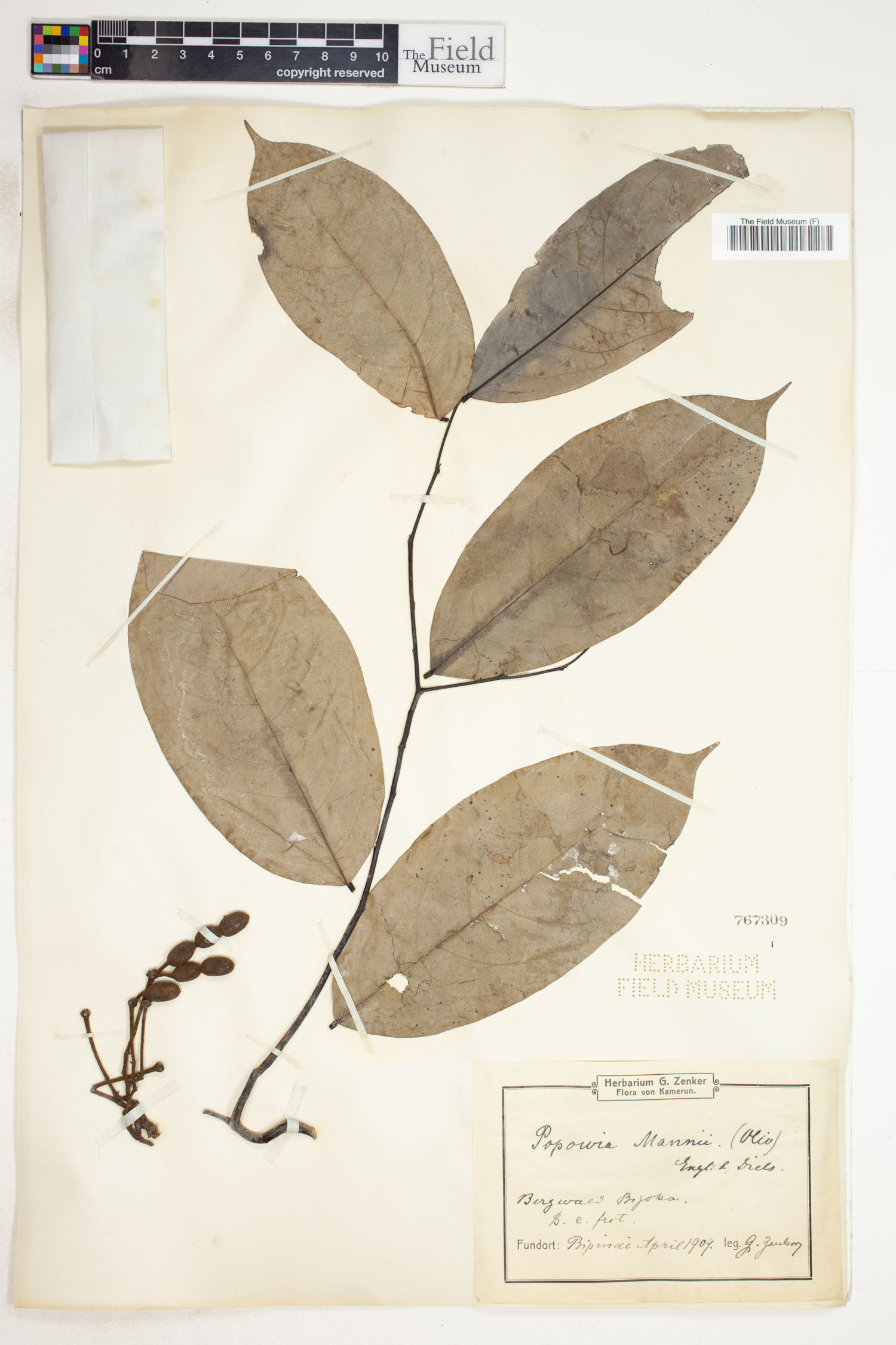 Monanthotaxis cauliflora image