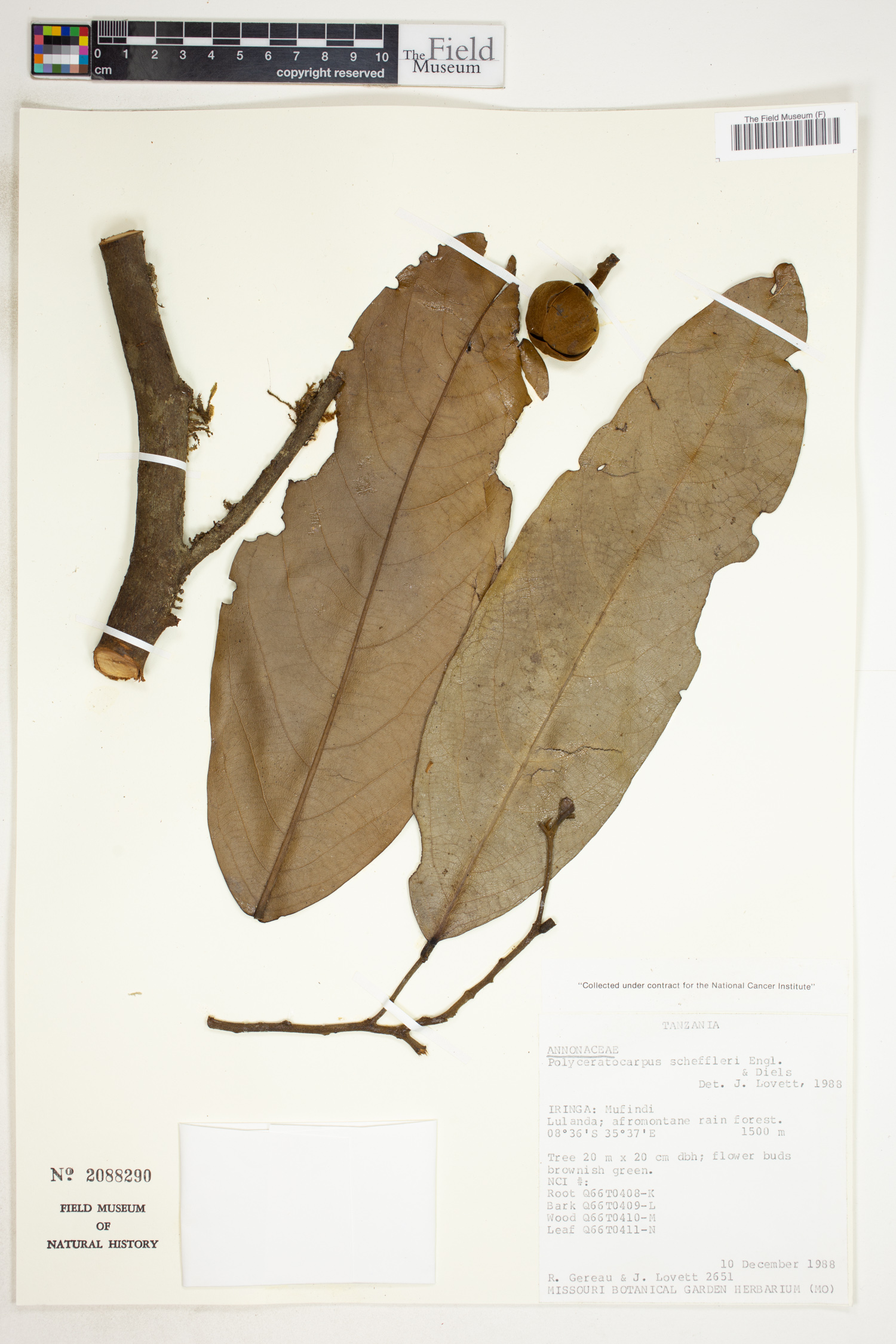 Polyceratocarpus scheffleri image