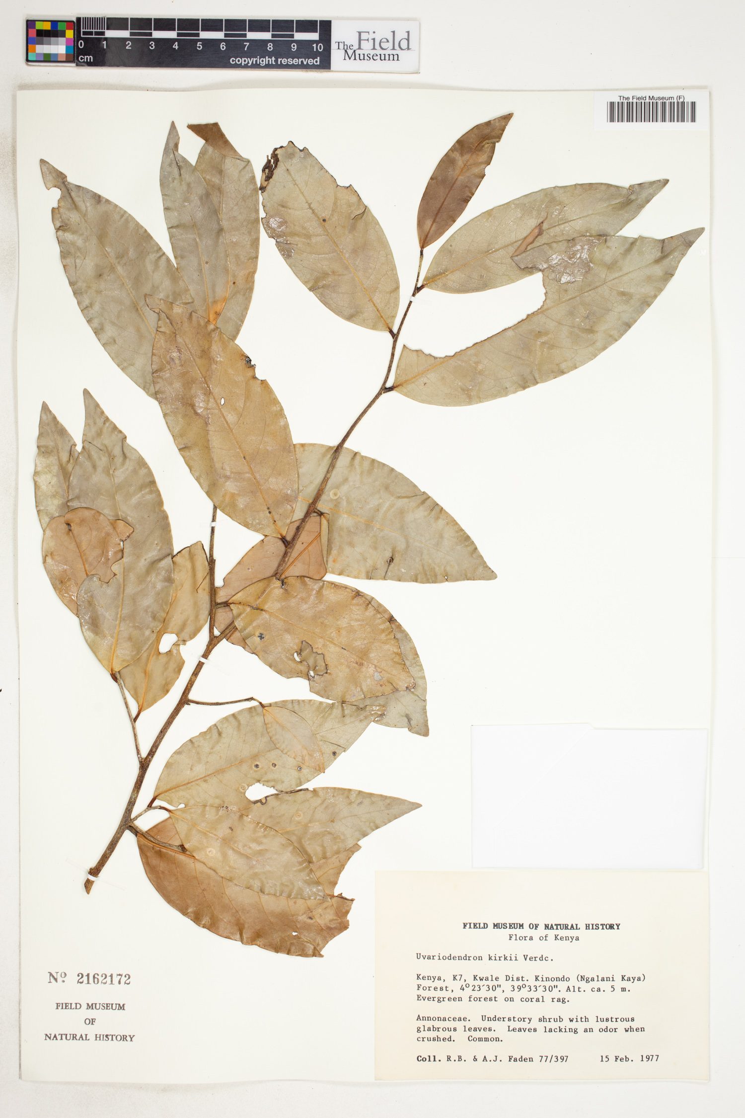 Uvariodendron kirkii image