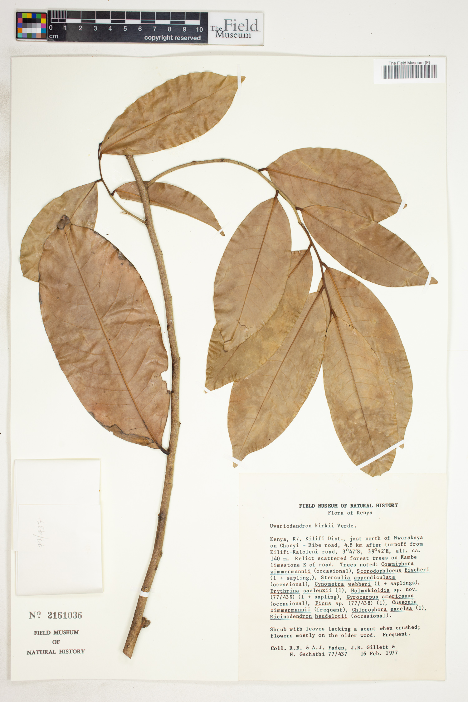Uvariodendron image