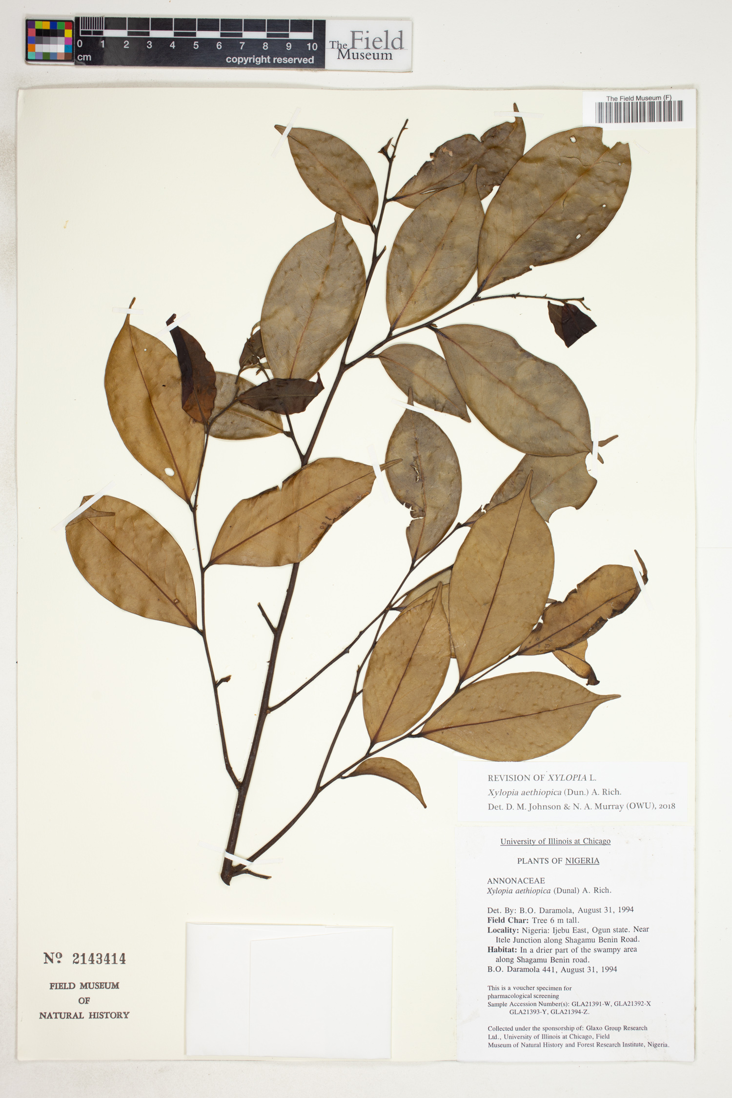 Xylopia aethiopica image