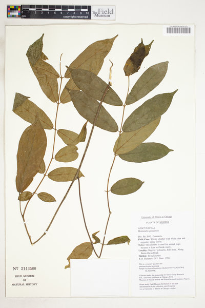 Motandra paniculata image