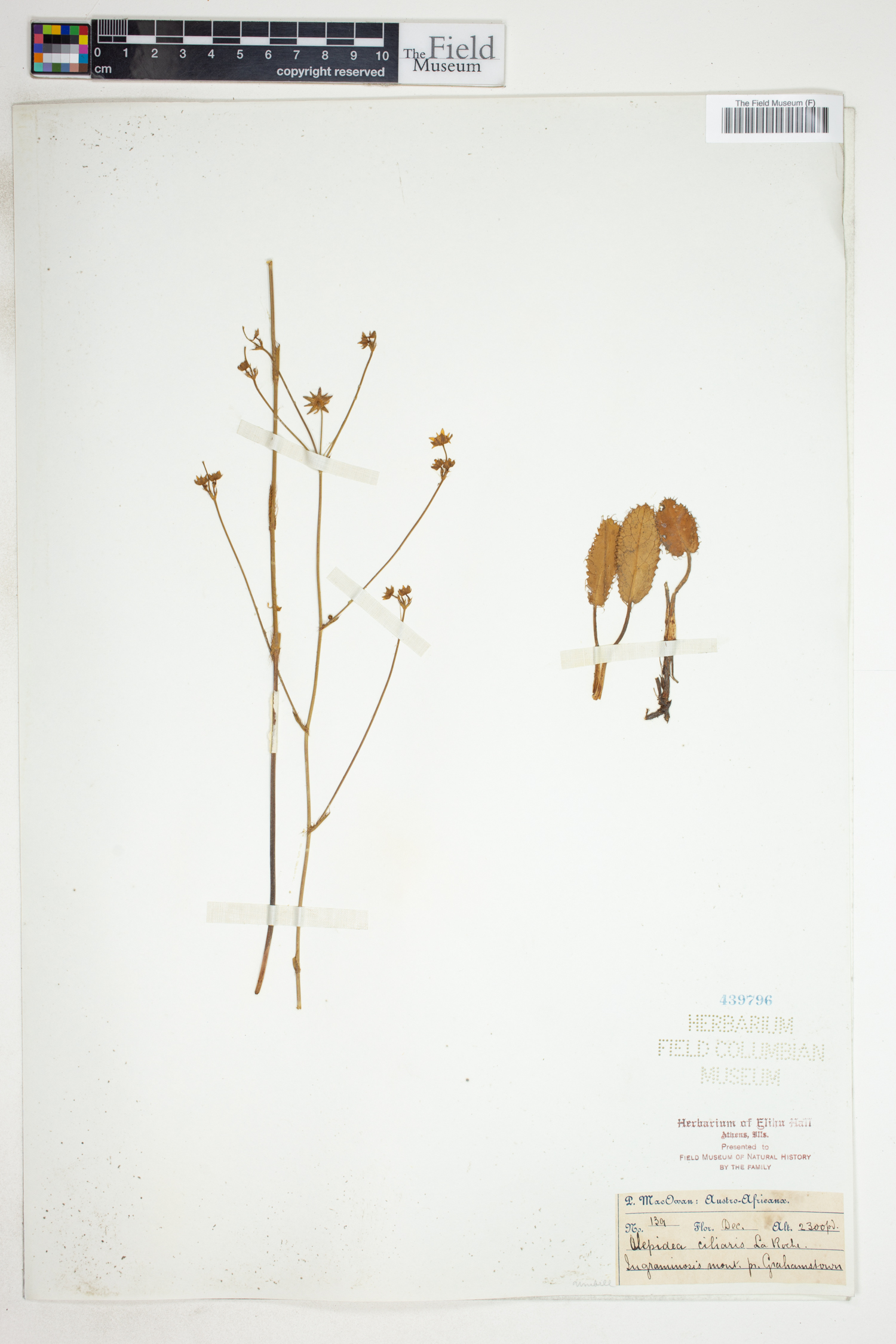 Alepidea capensis image