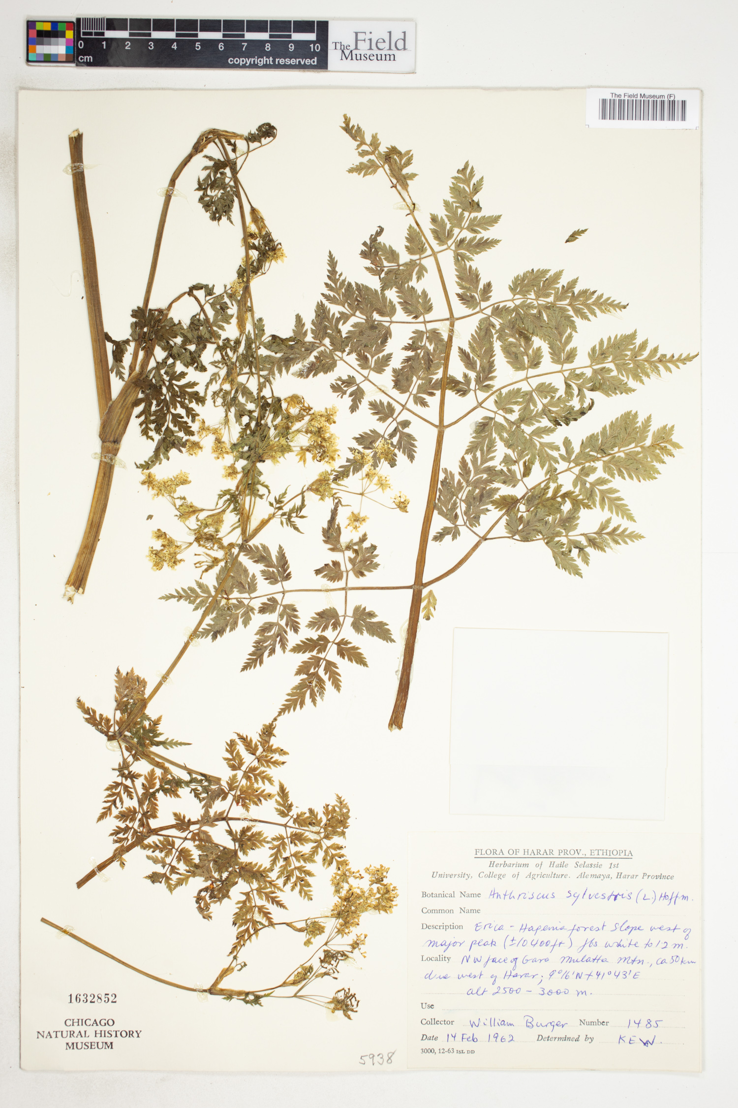 Anthriscus sylvestris image