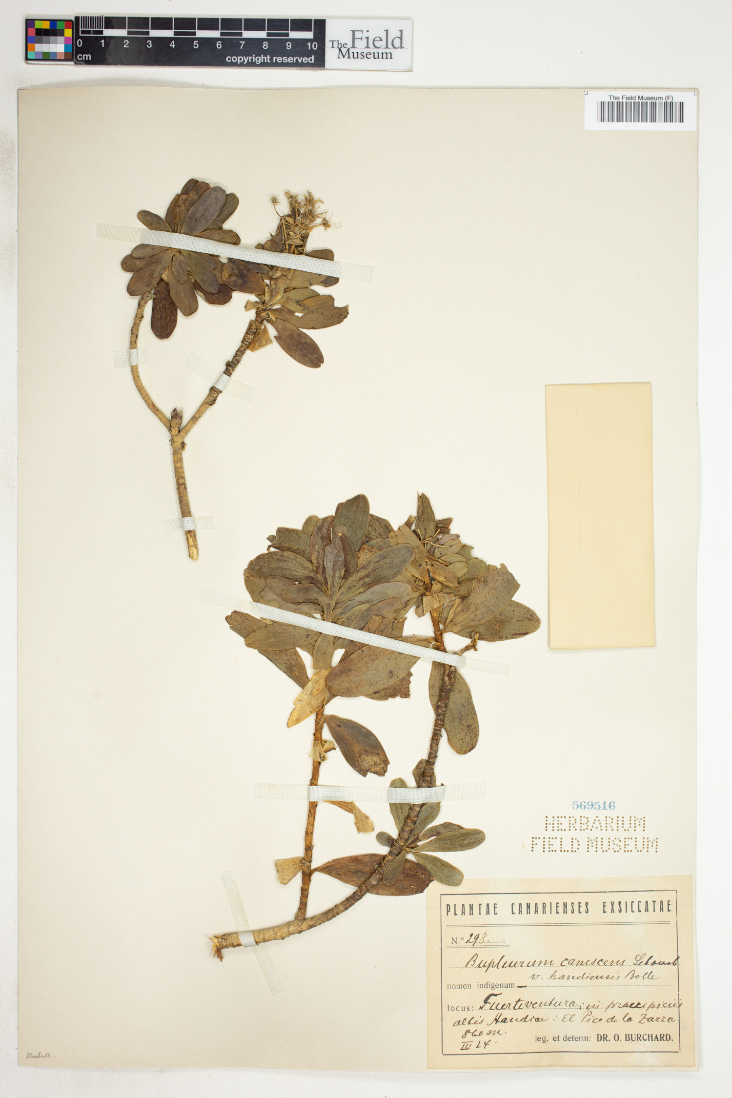 Bupleurum canescens image