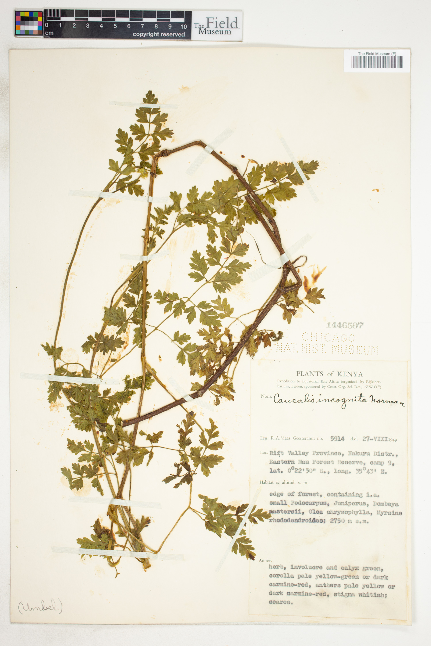 Daucus incognitus image