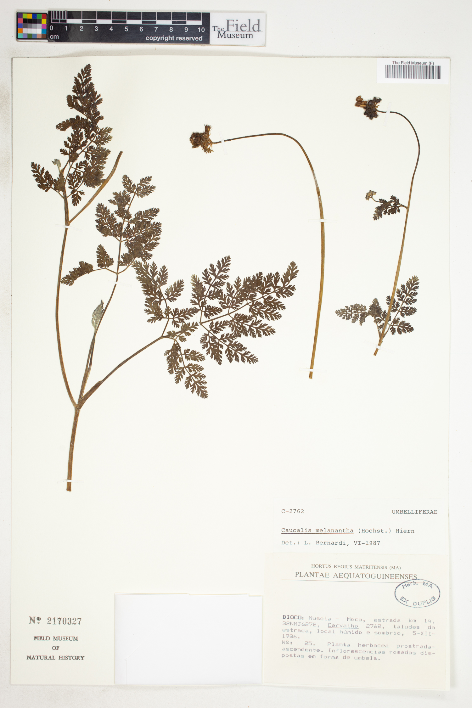 Daucus melananthos image