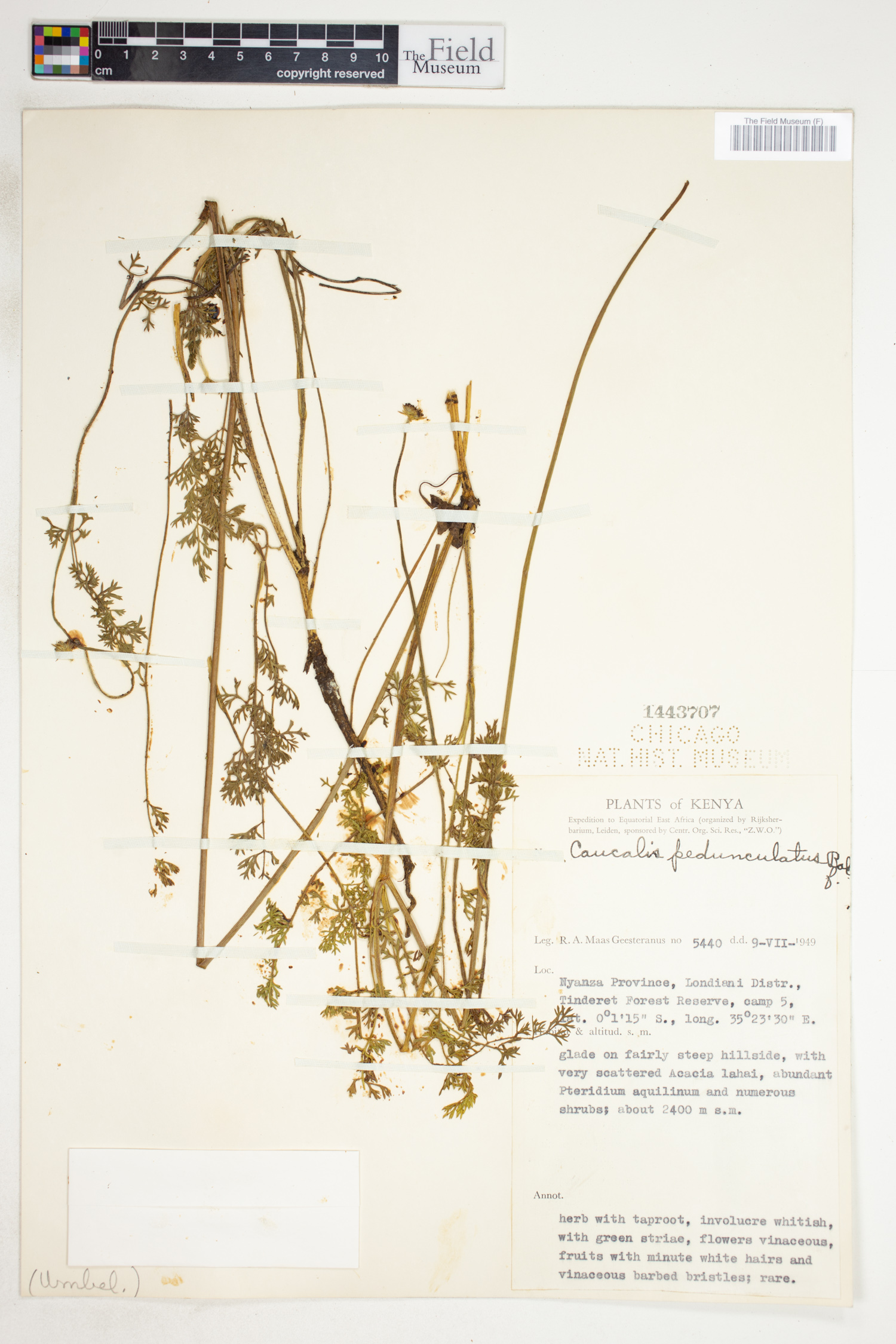 Daucus pedunculatus image