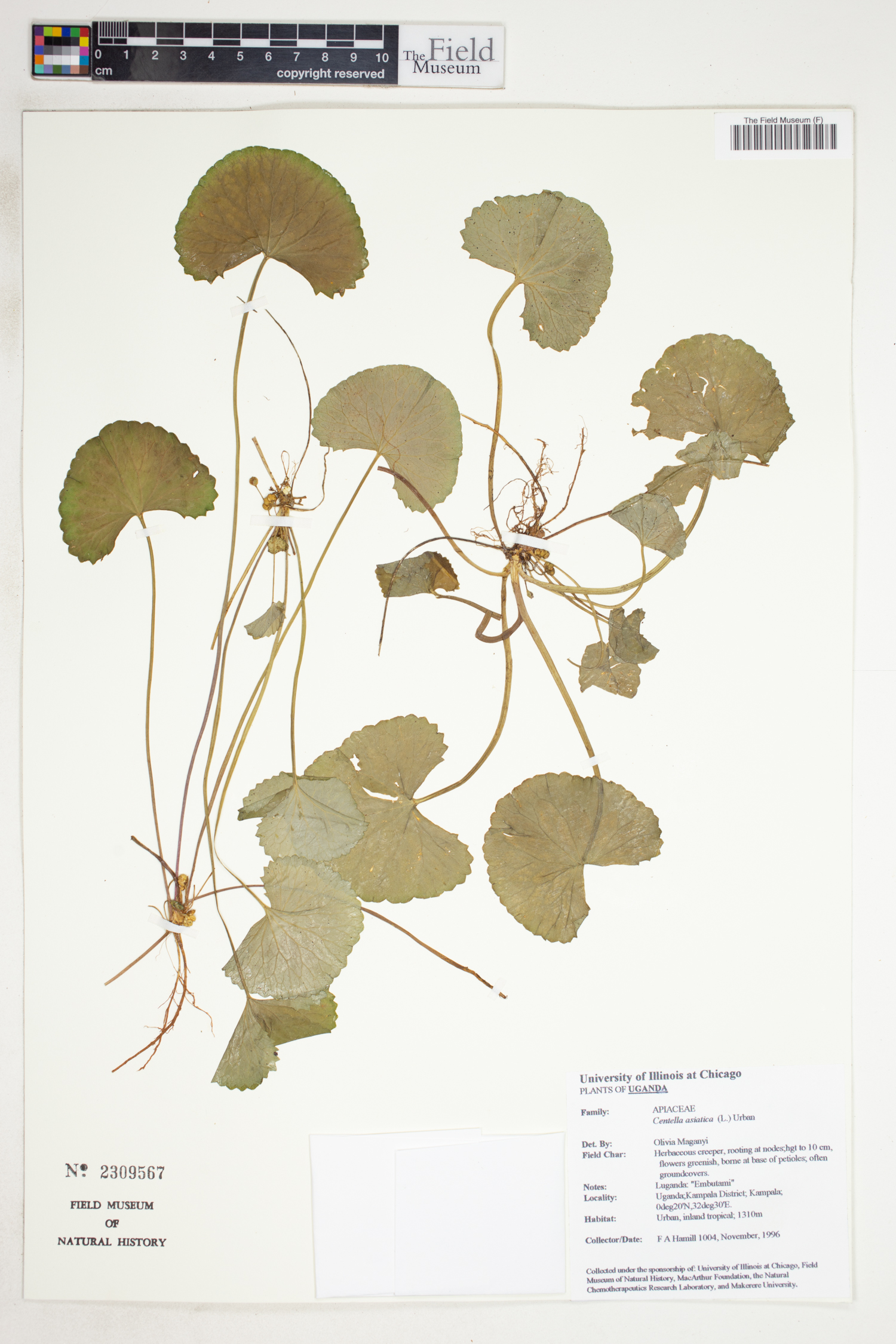 Centella image