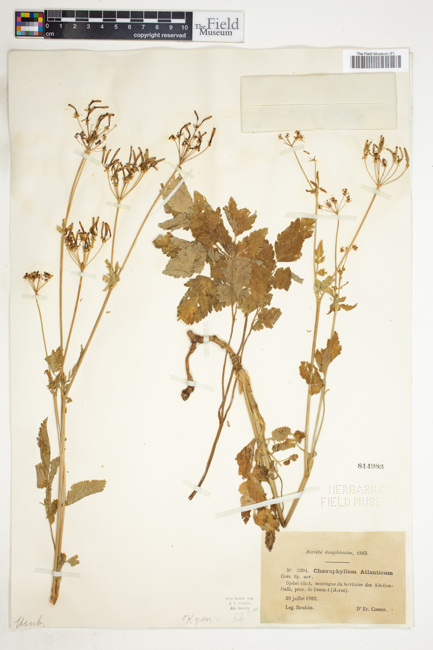 Chaerophyllum azoricum image
